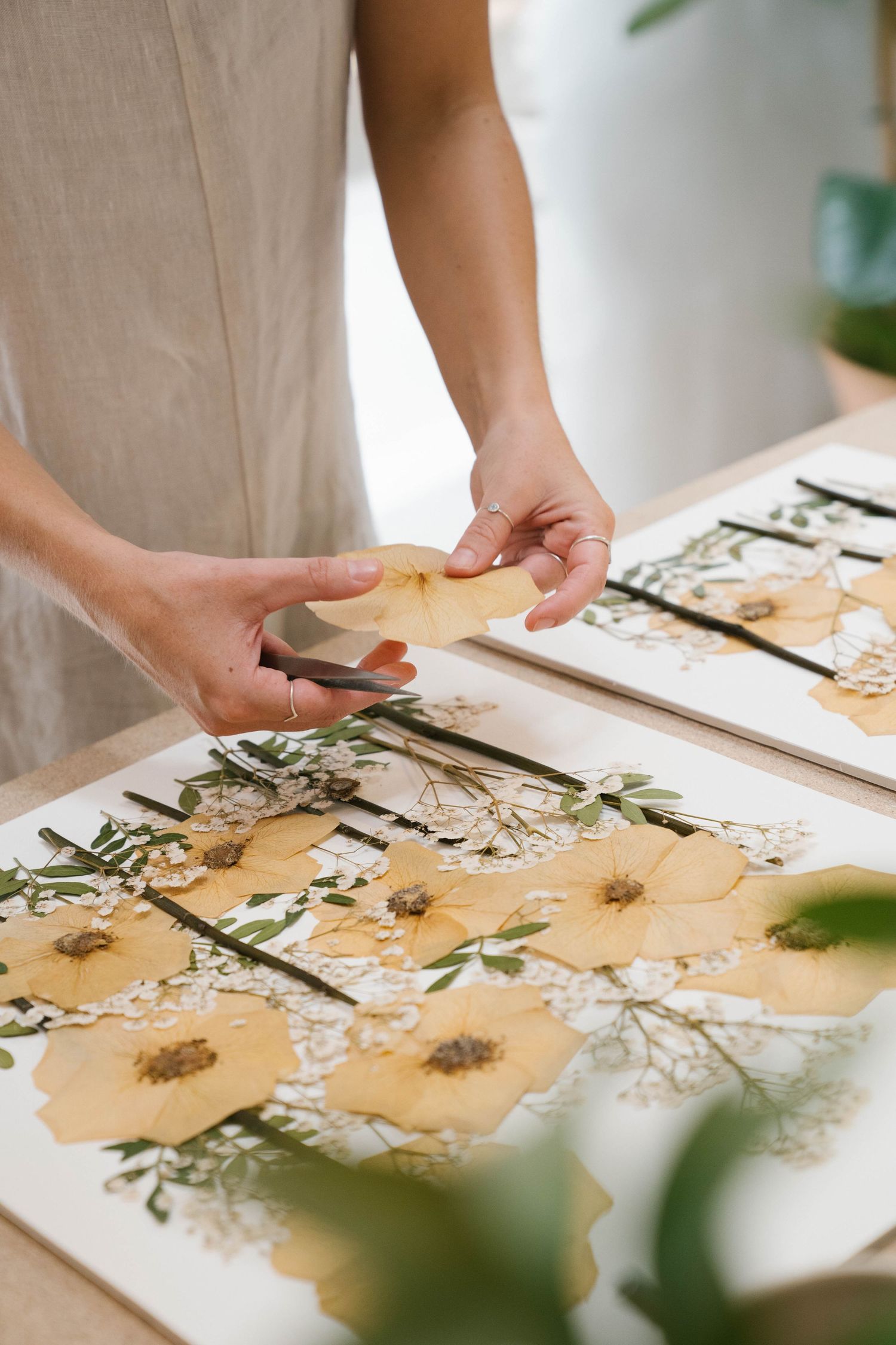 Hands arranging pale yellow pressed flowers and delicate white blooms on a white board for a handmade botanical flower art display.