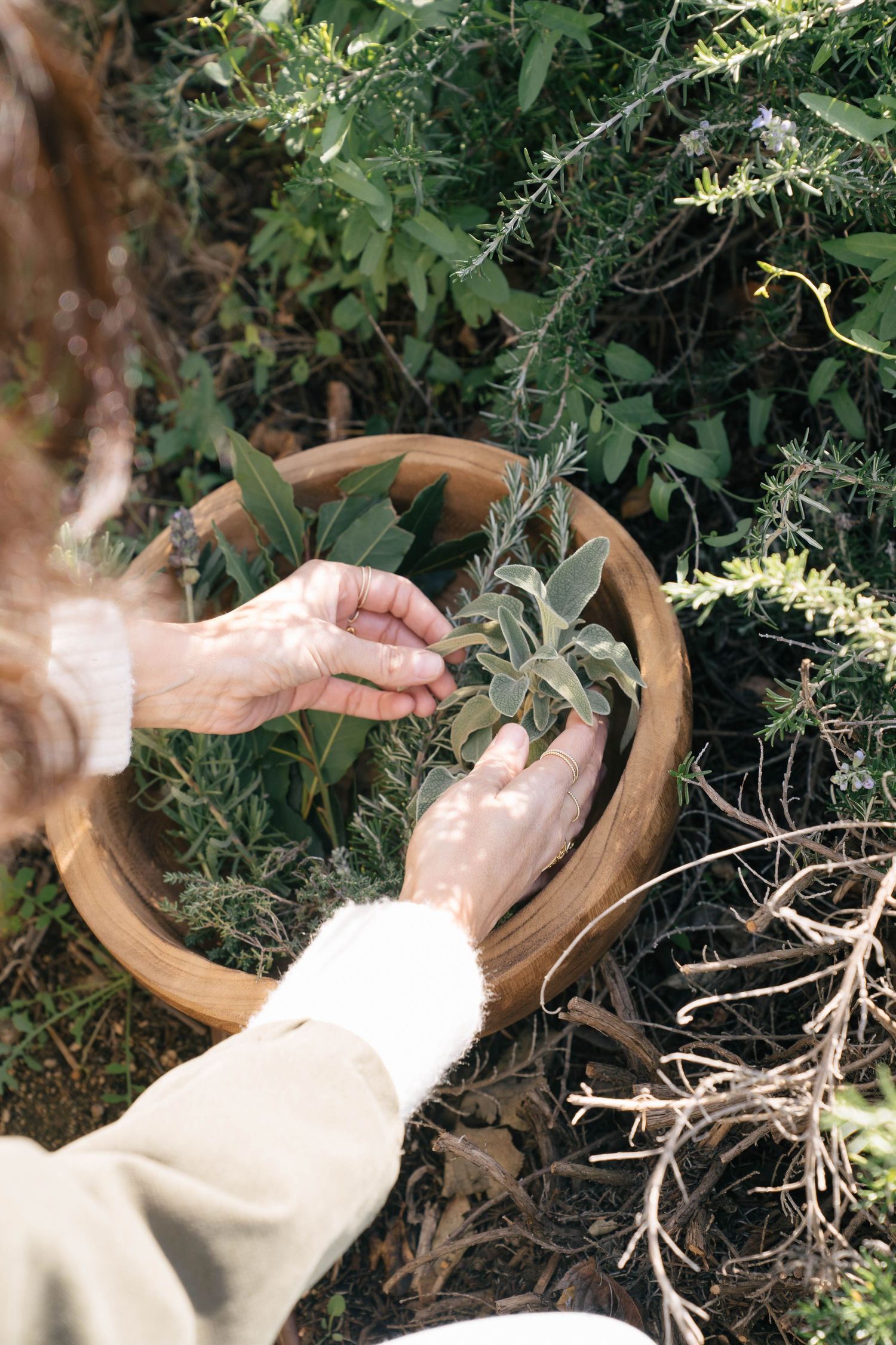 Hands gather fresh sage leaves into a terracotta bowl in a garden surrounded by rosemary and other aromatic herbs.