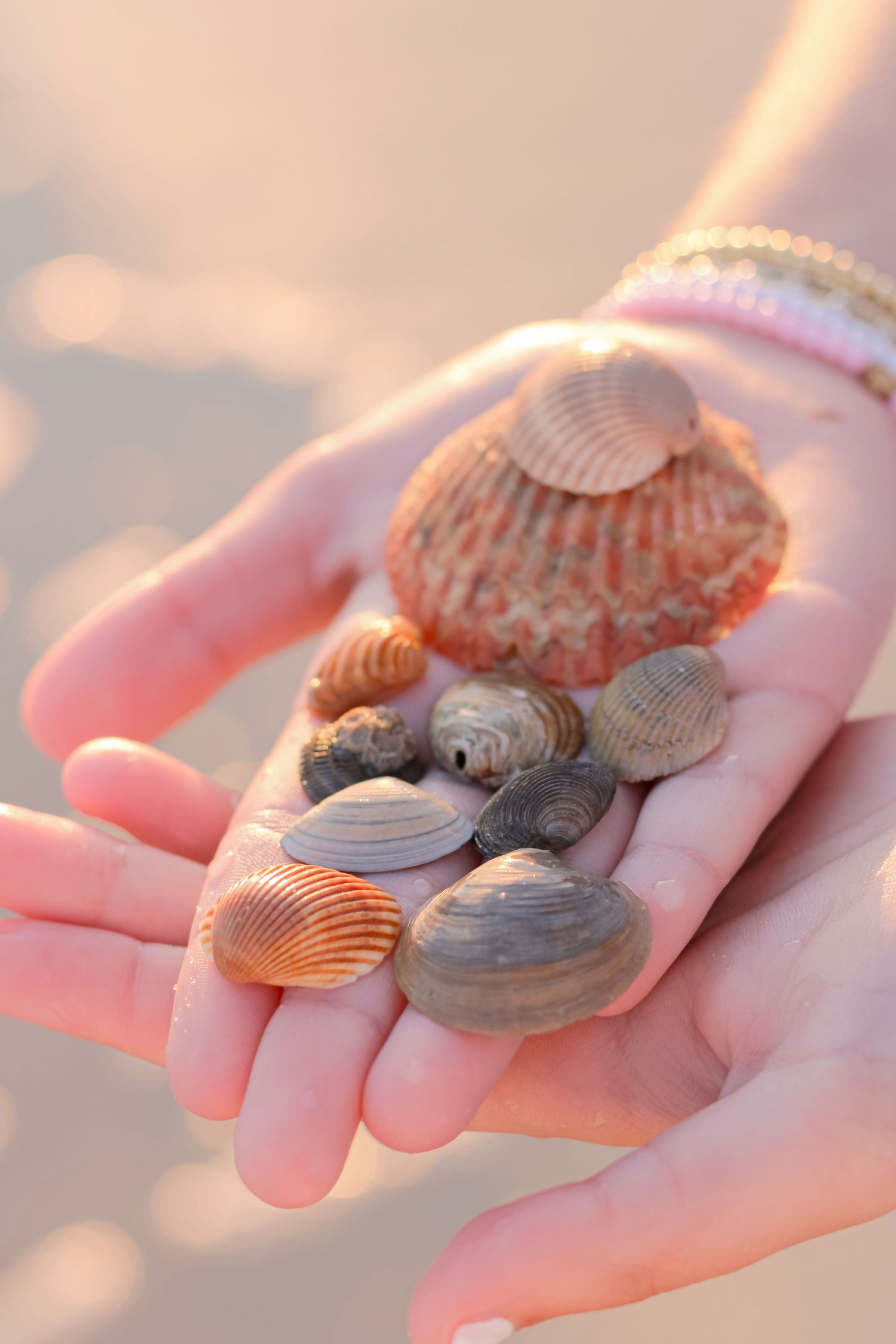A handful of colorful seashells collected from the beach being held in open palms at sunset.
