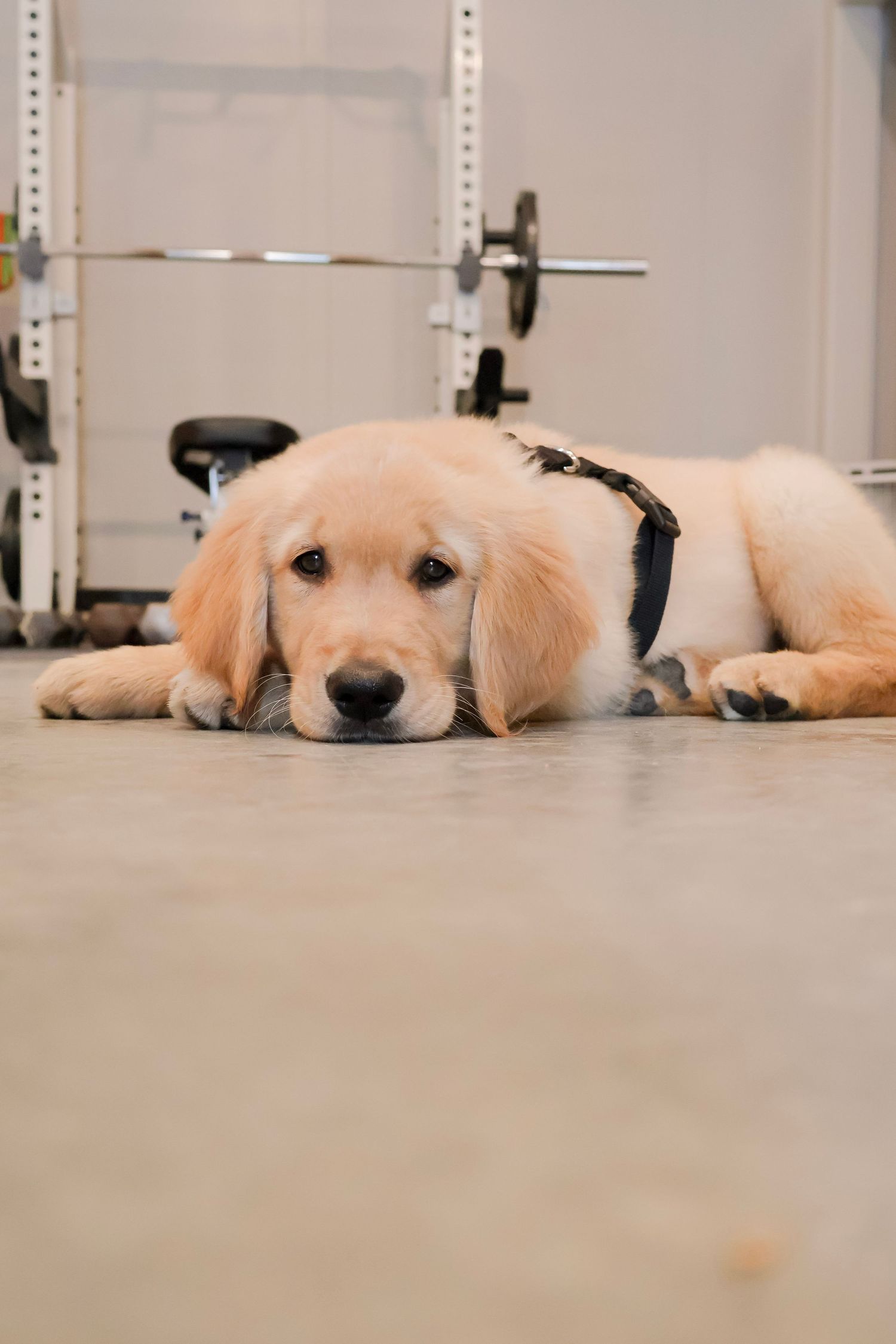 A young Golden Retriever puppy wearing a harness lies on the floor of a home gym with exercise equipment in background.
