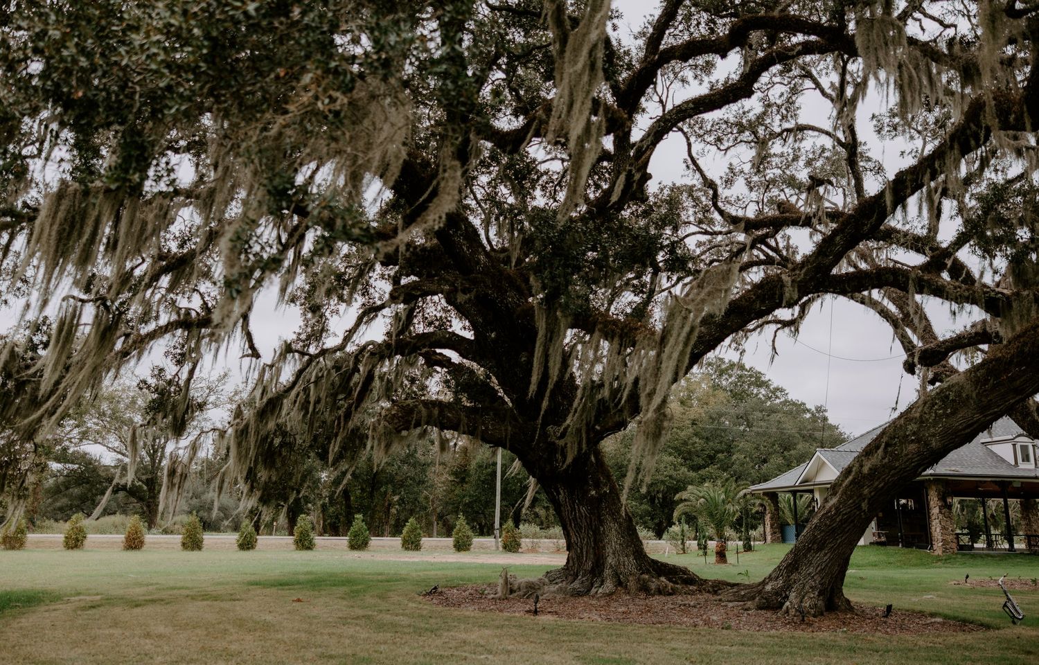 Large live oak tree draped in Spanish moss spreads its branches over a green lawn beside a covered pavilion on a Southern estate.