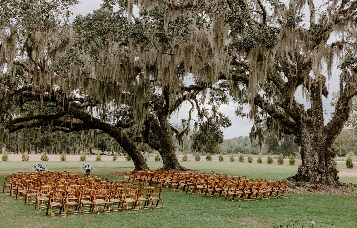 Wooden ceremony chairs arranged in rows on a green lawn beneath majestic live oak trees draped in Spanish moss for an outdoor wedding.