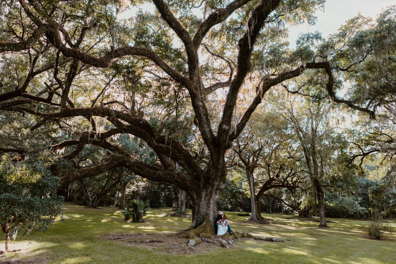 Sunlight filters through majestic live oak trees with hanging Spanish moss in a peaceful park setting.