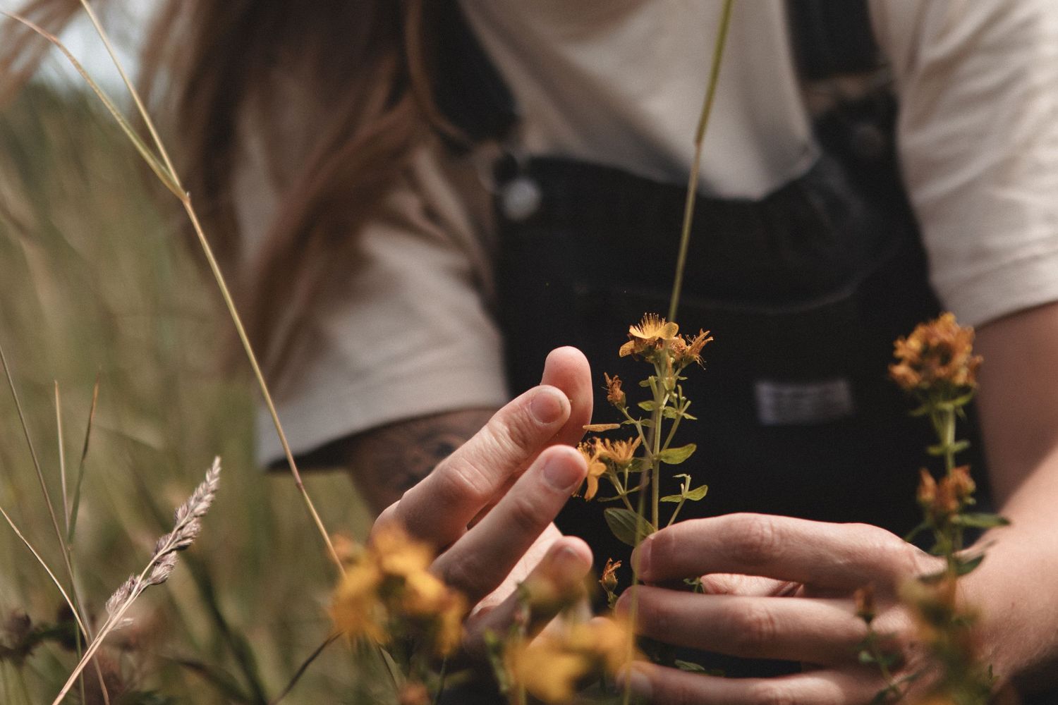 Gentle hands reaching for small yellow wildflowers among tall grass.