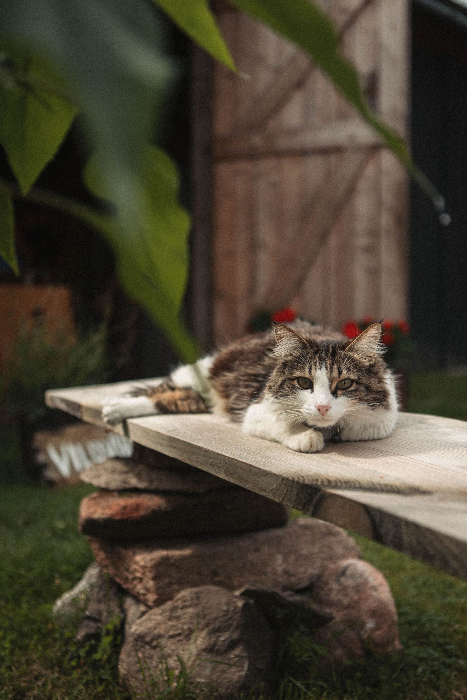 Long-haired cat relaxing on a rustic wooden bench in a garden setting.