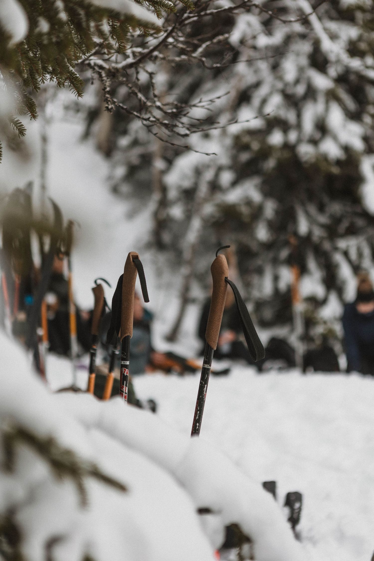 Snow-covered ski poles stand upright in deep powder snow among winter trees.