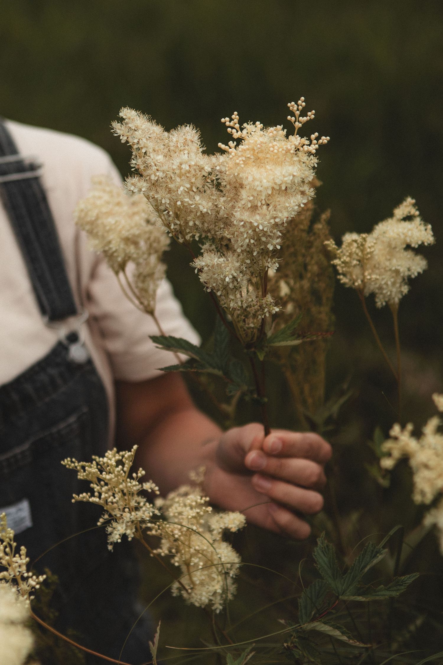 Close-up of hands holding delicate white wildflowers while wearing denim overalls.