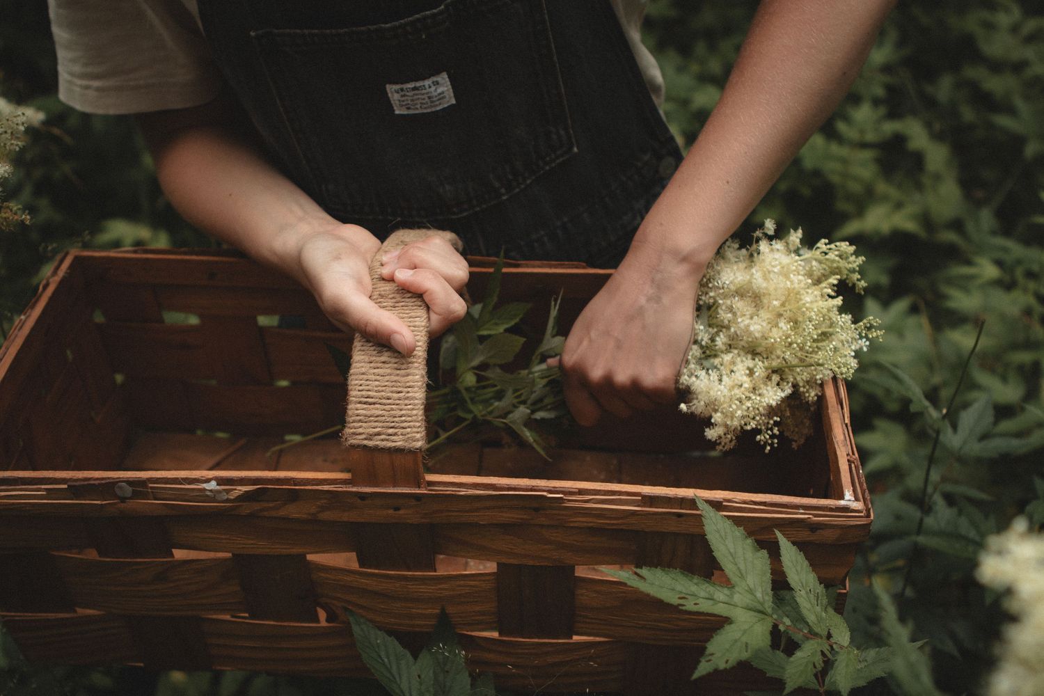 Hands arranging delicate white elderflowers in a rustic wooden crate outdoors.
