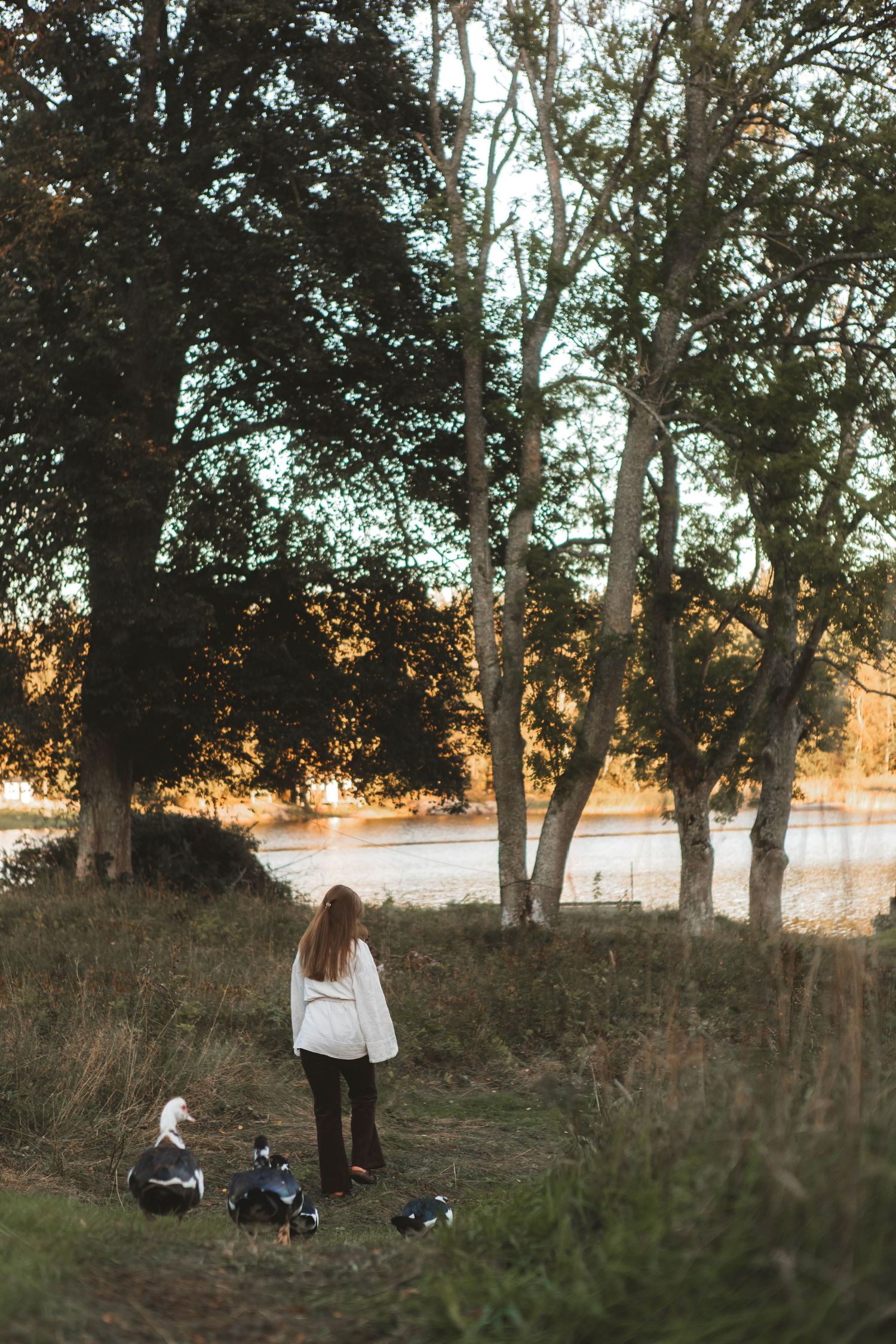 A series of photographs showing people sitting in a grassy field at sunset with trees silhouetted in the background.