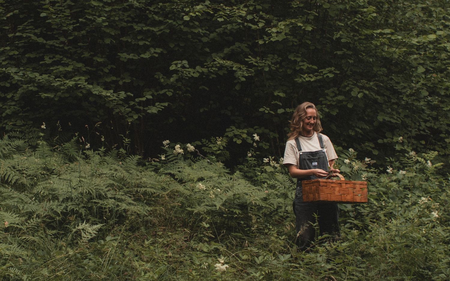 A forager harvesting elderflowers stands among green ferns with a wooden crate.