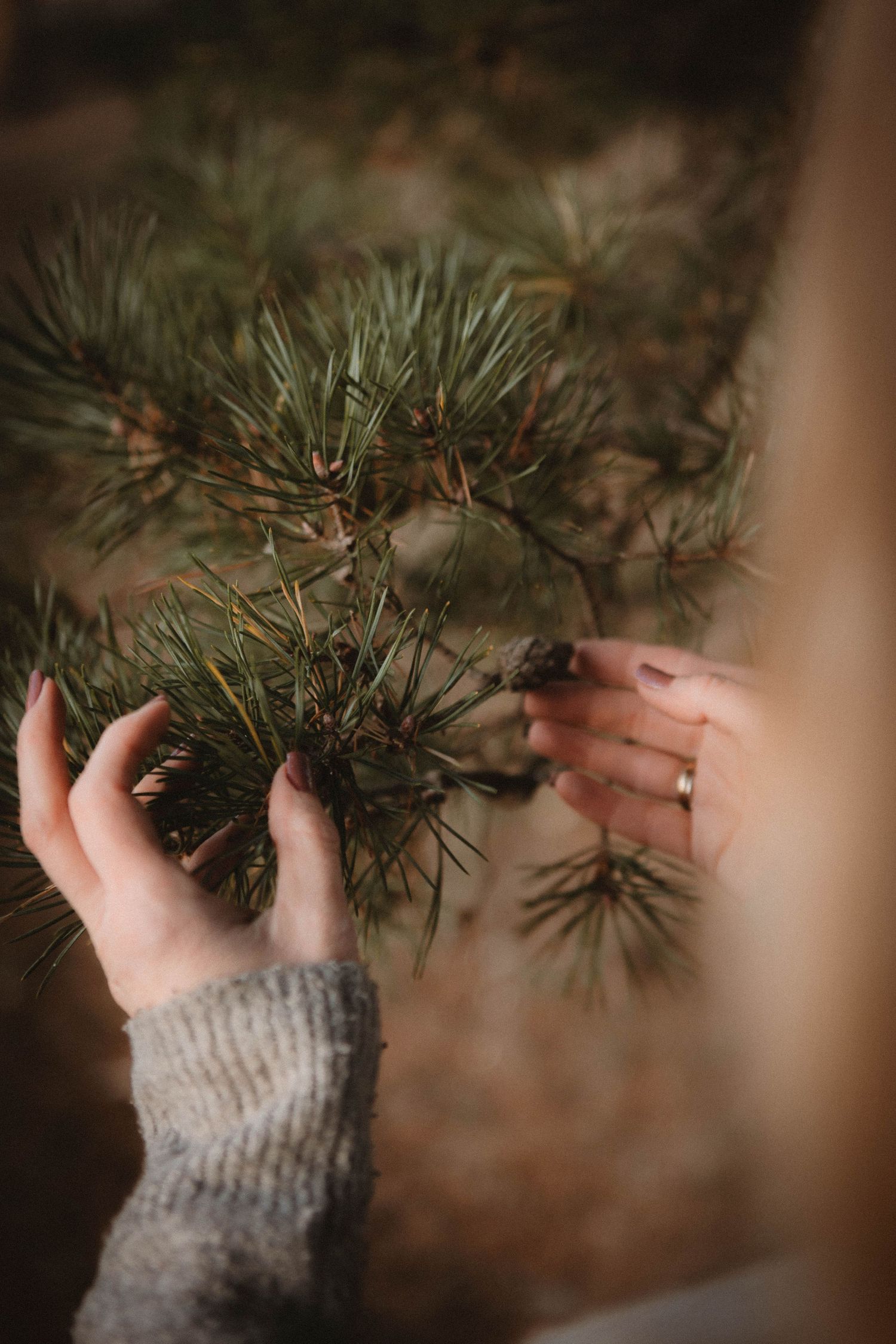 Hands in a gray sweater gently touching pine needles on a branch with soft focus background.