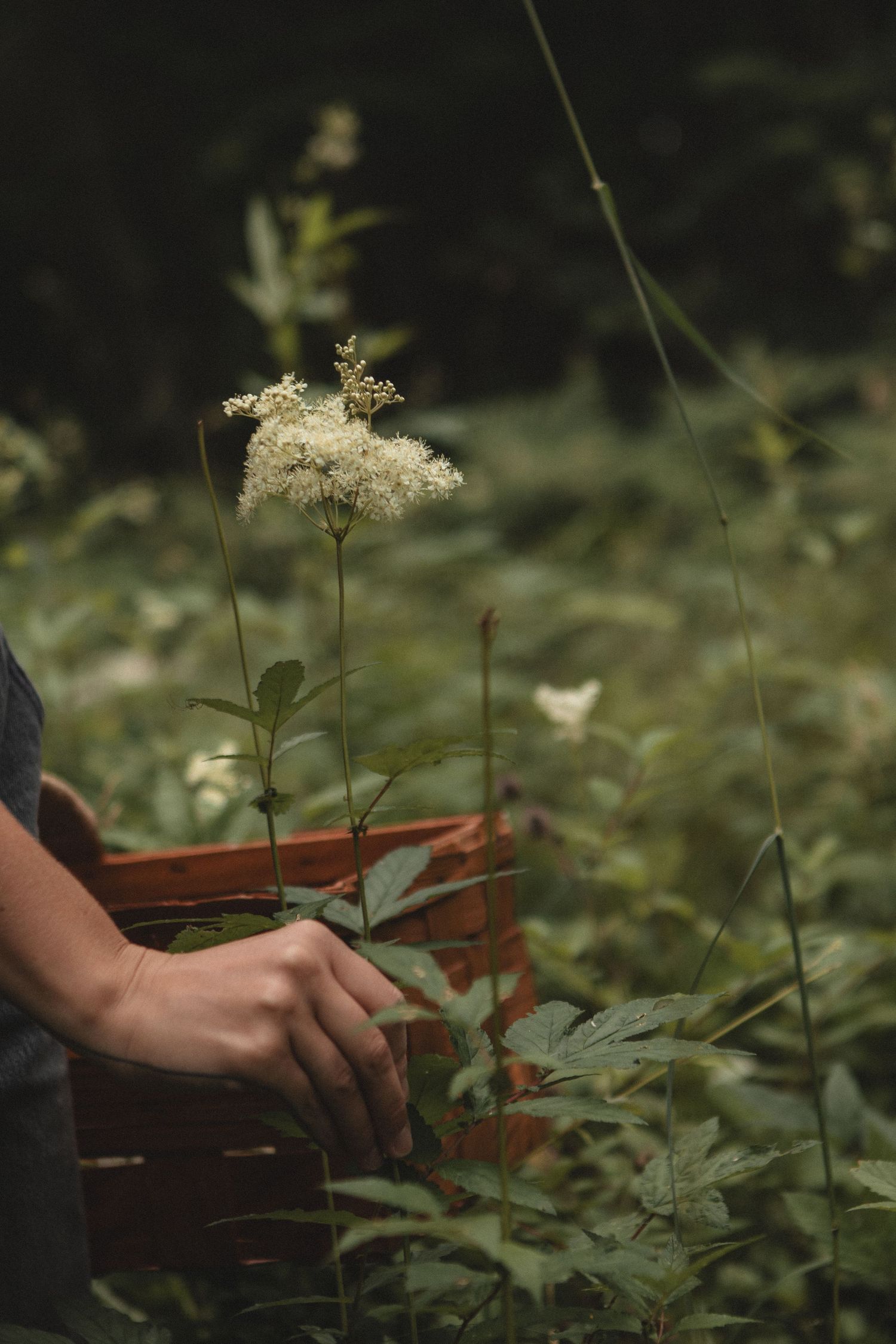 Close-up of hands gently handling white elderflower blooms near a wooden crate.