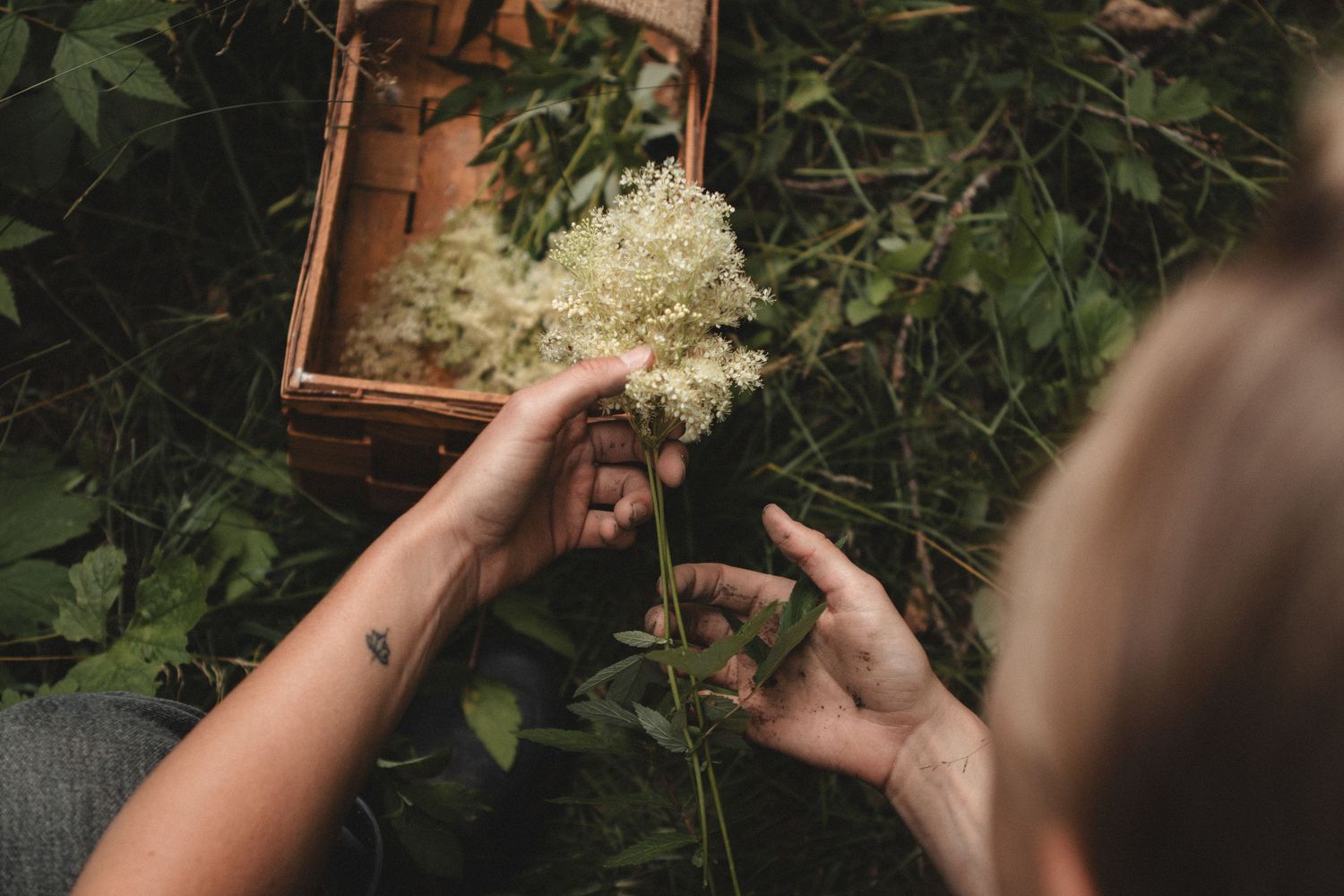 Hands delicately handling white elderflower blooms over a wooden collection box.
