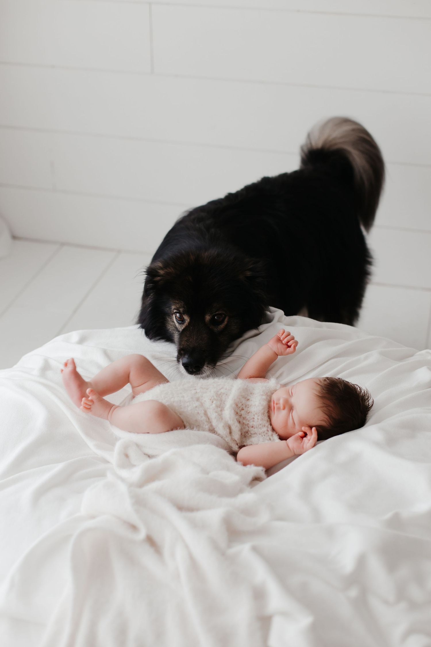 Black dog curiously watching sleeping newborn on white bedding.