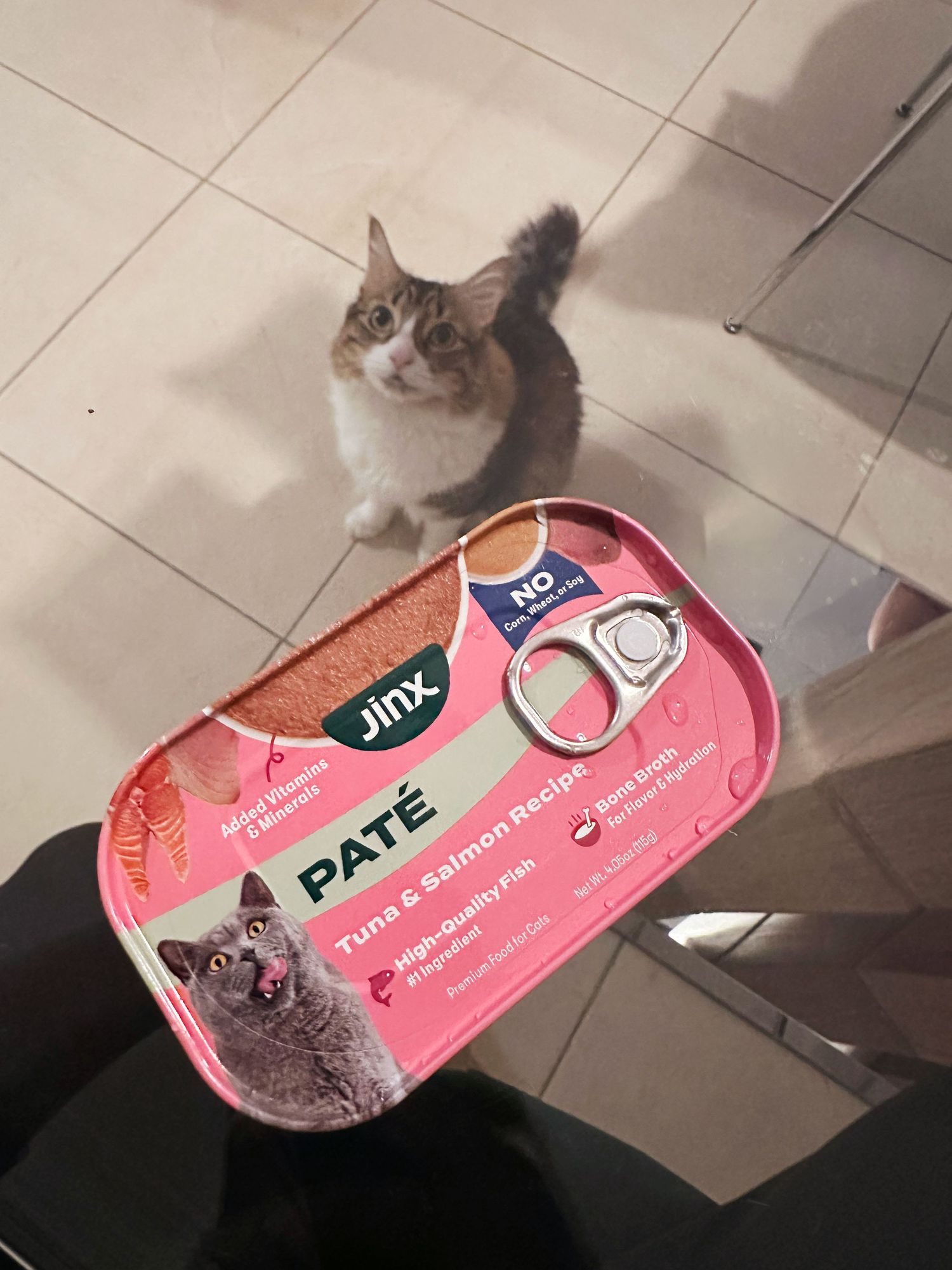 A curious cat sits on a tile floor beside an open Jinx brand tuna and salmon pate cat food can.