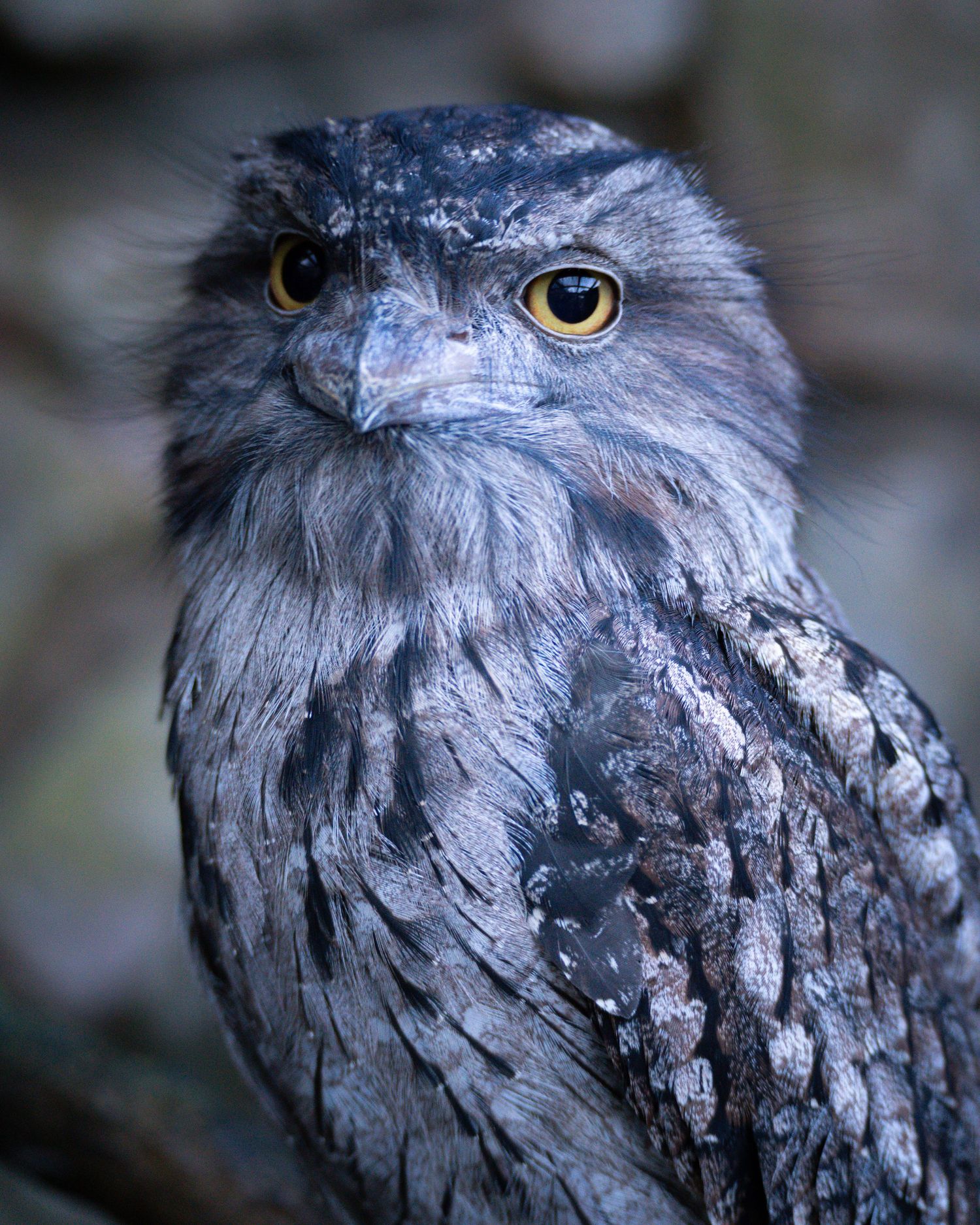 tawny frogmouth bird looking at the camera