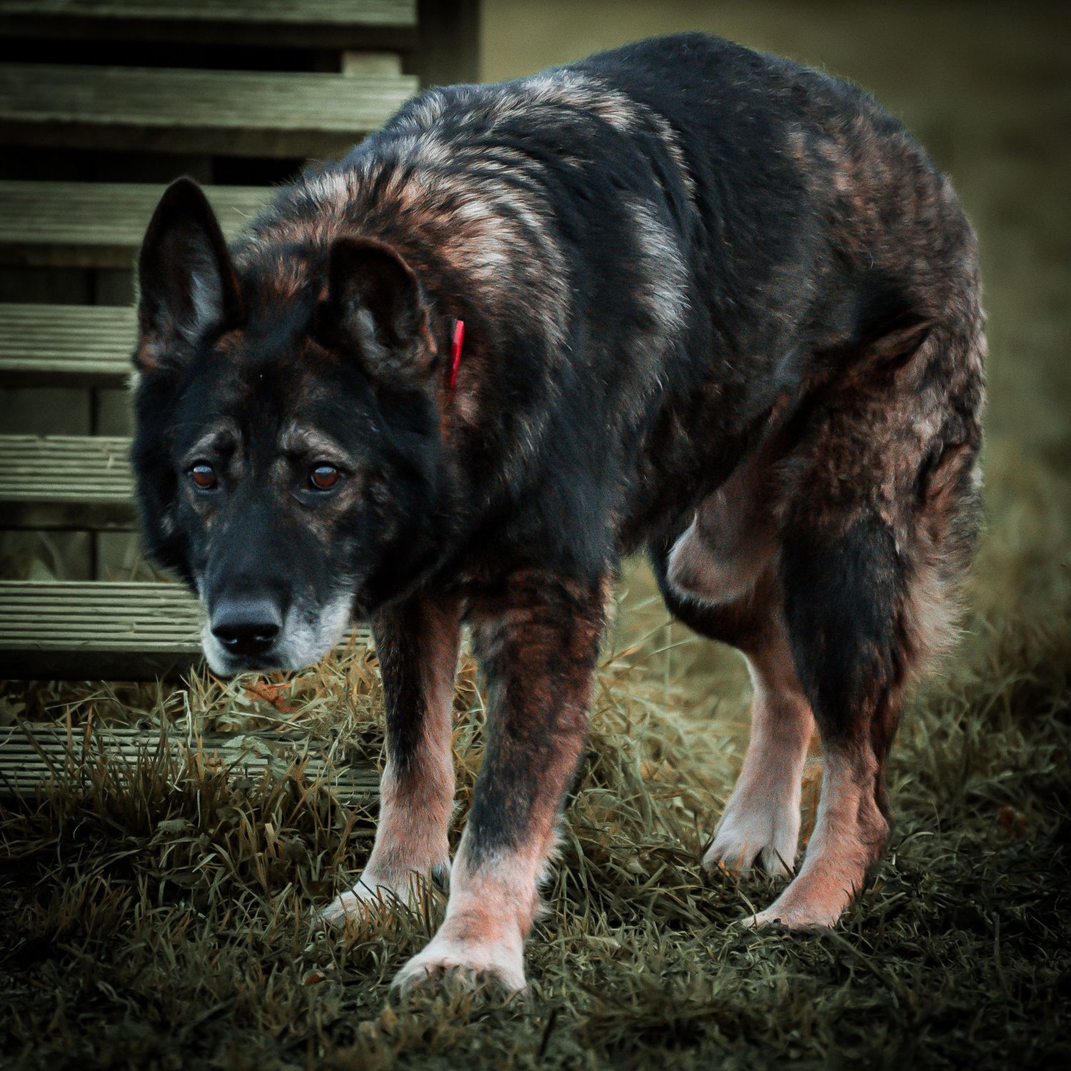 young sled / shepard type dog portrait