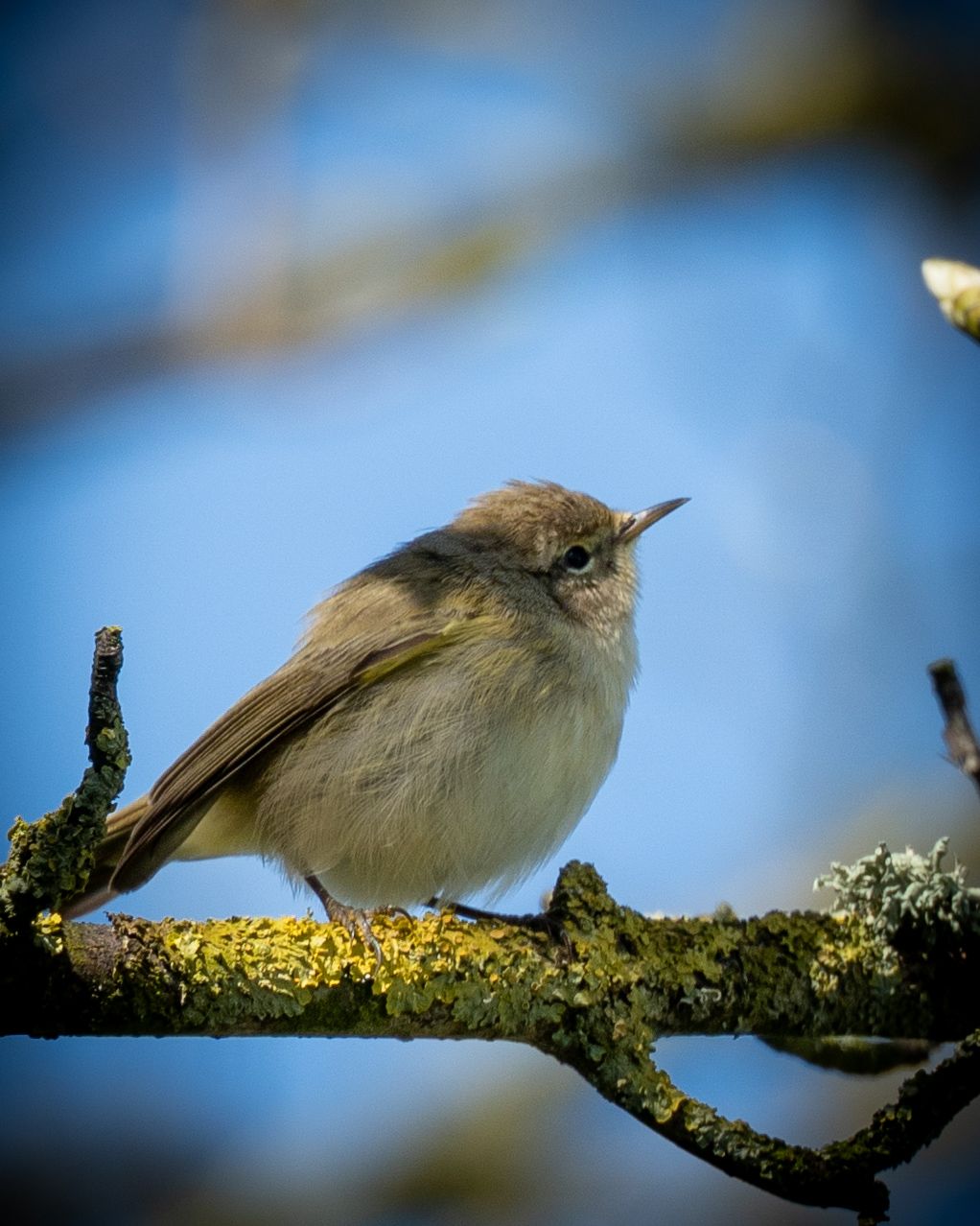 chiff chaff in a branch