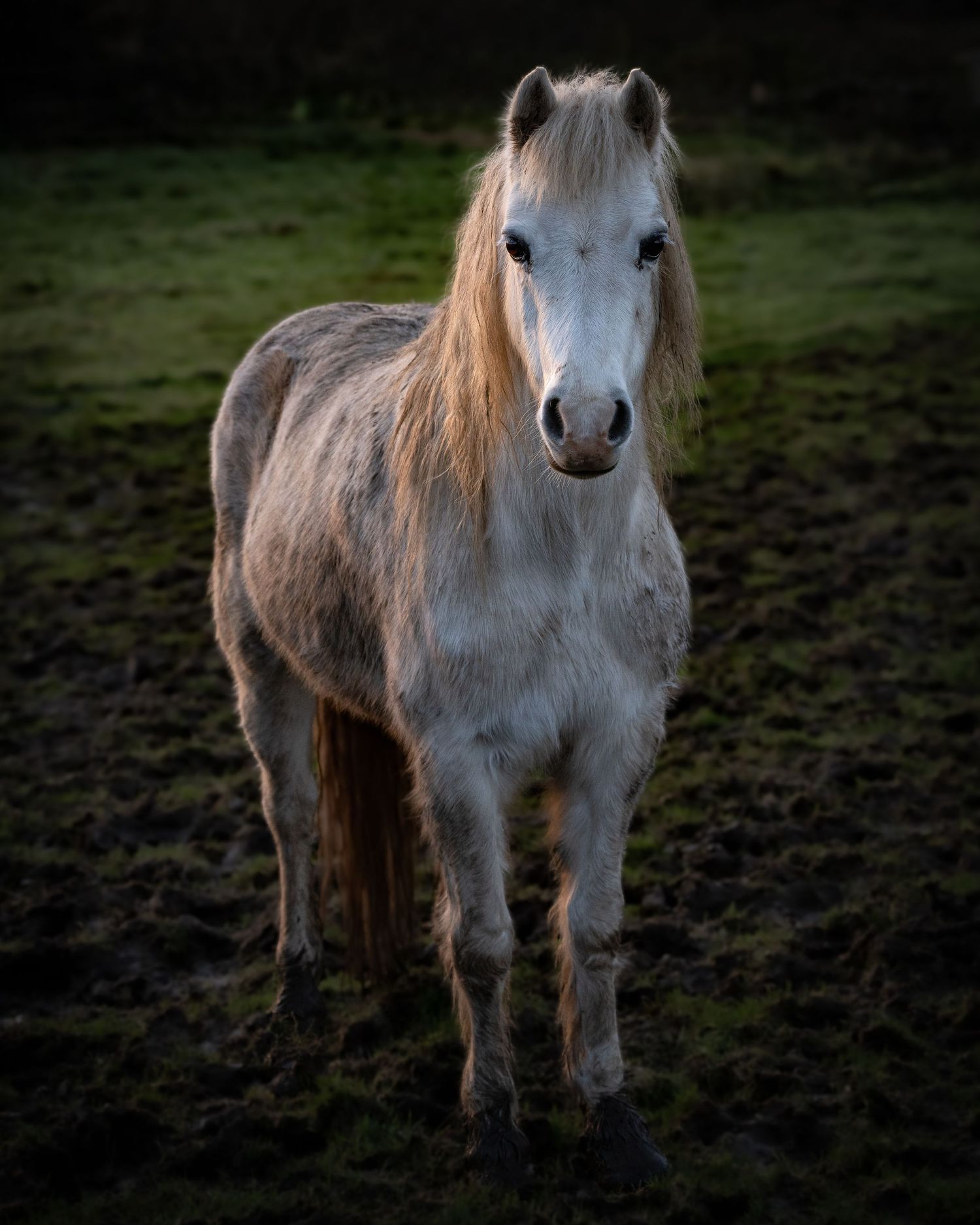 white horse in a field