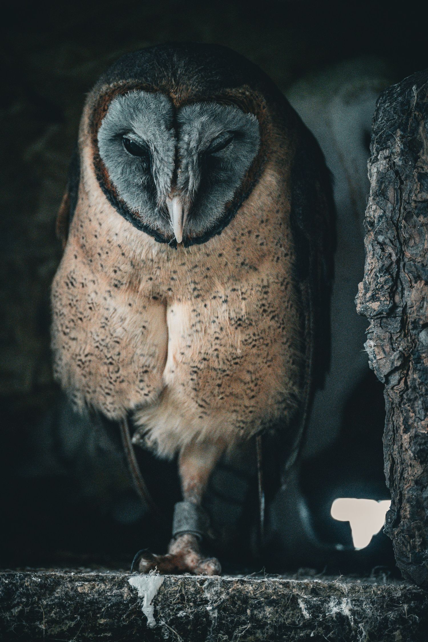 ashy faced owl asleep on a branch