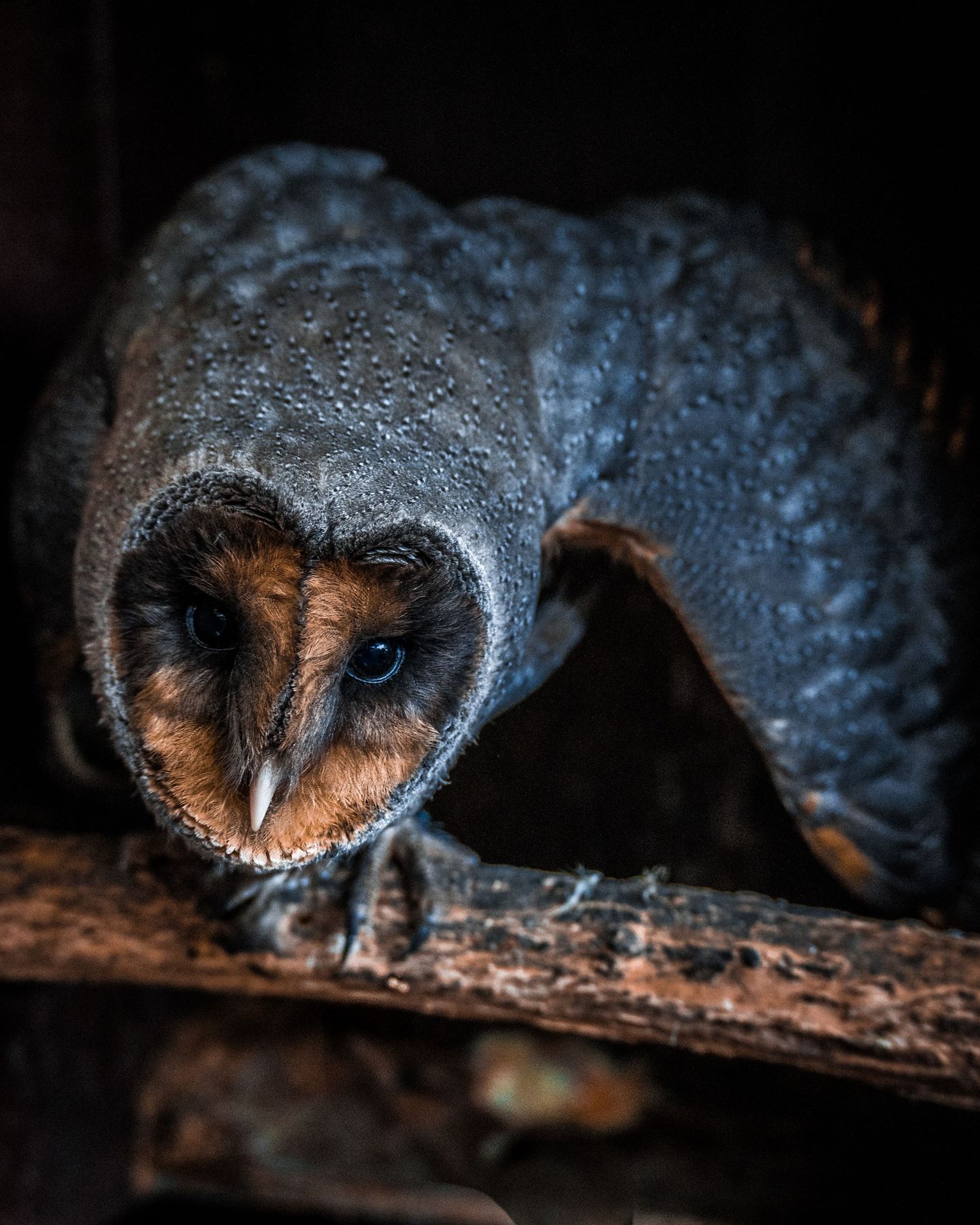 black barn owl on a branch ducking down