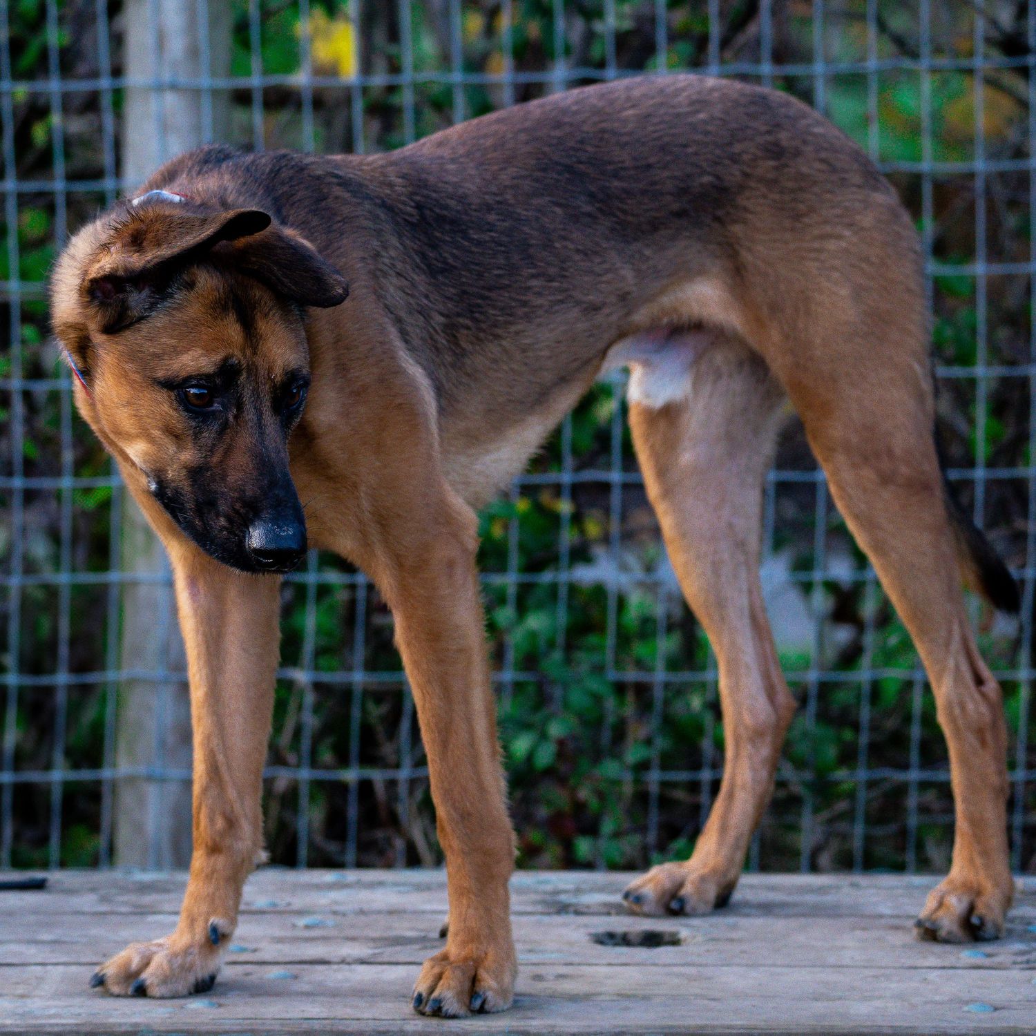 young sled / shepard type dog portrait