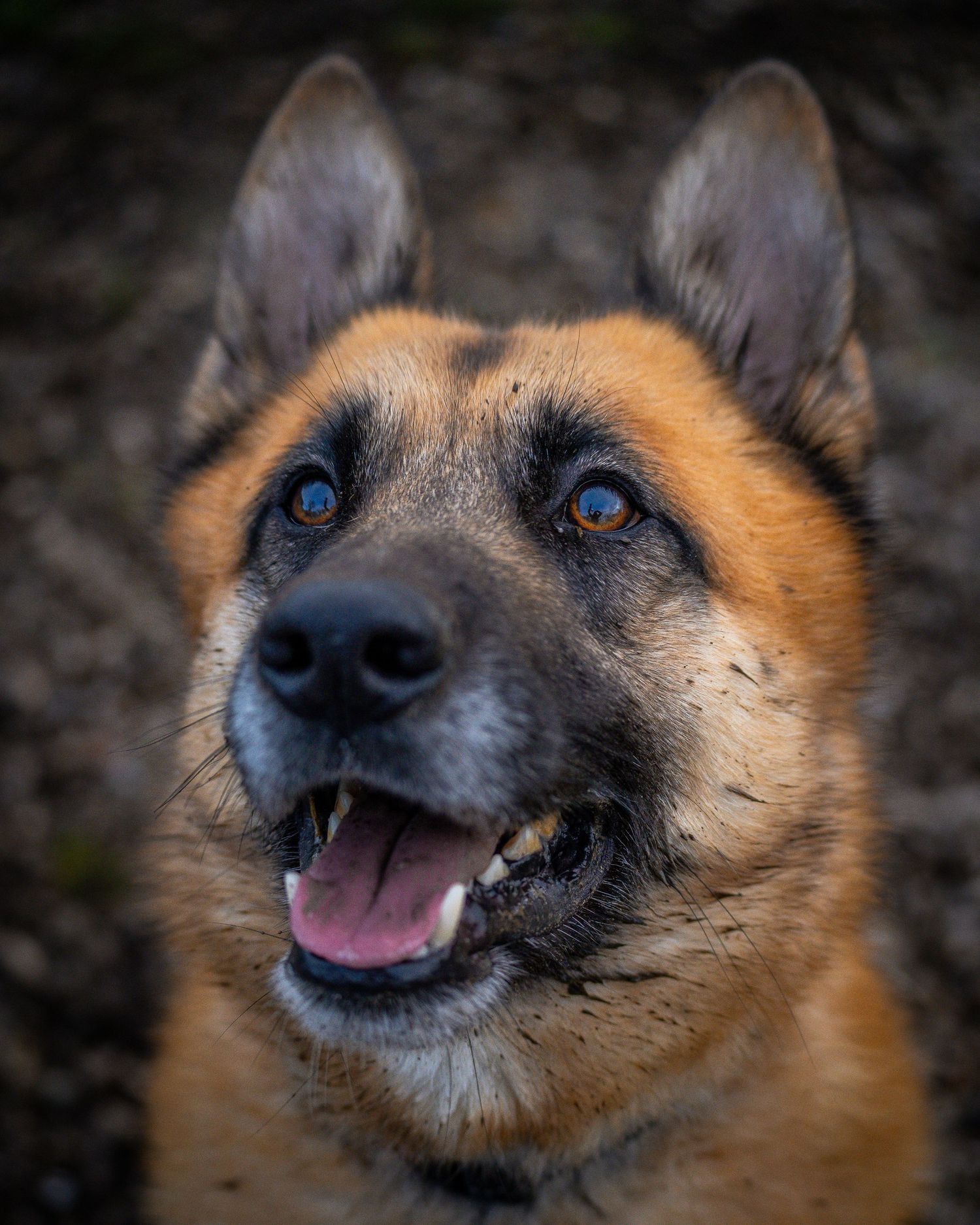 young sled / shepard type dog portrait
