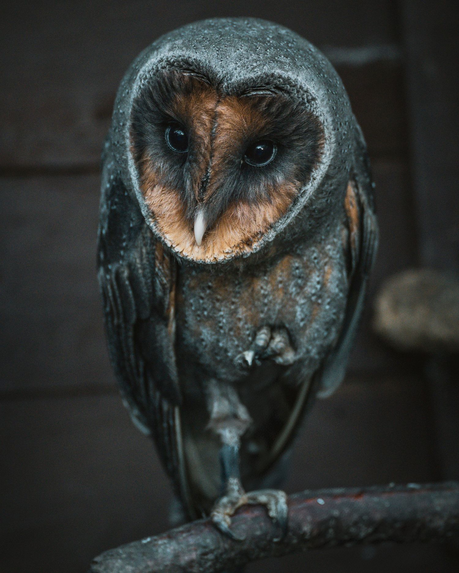 black barn owl on a branch