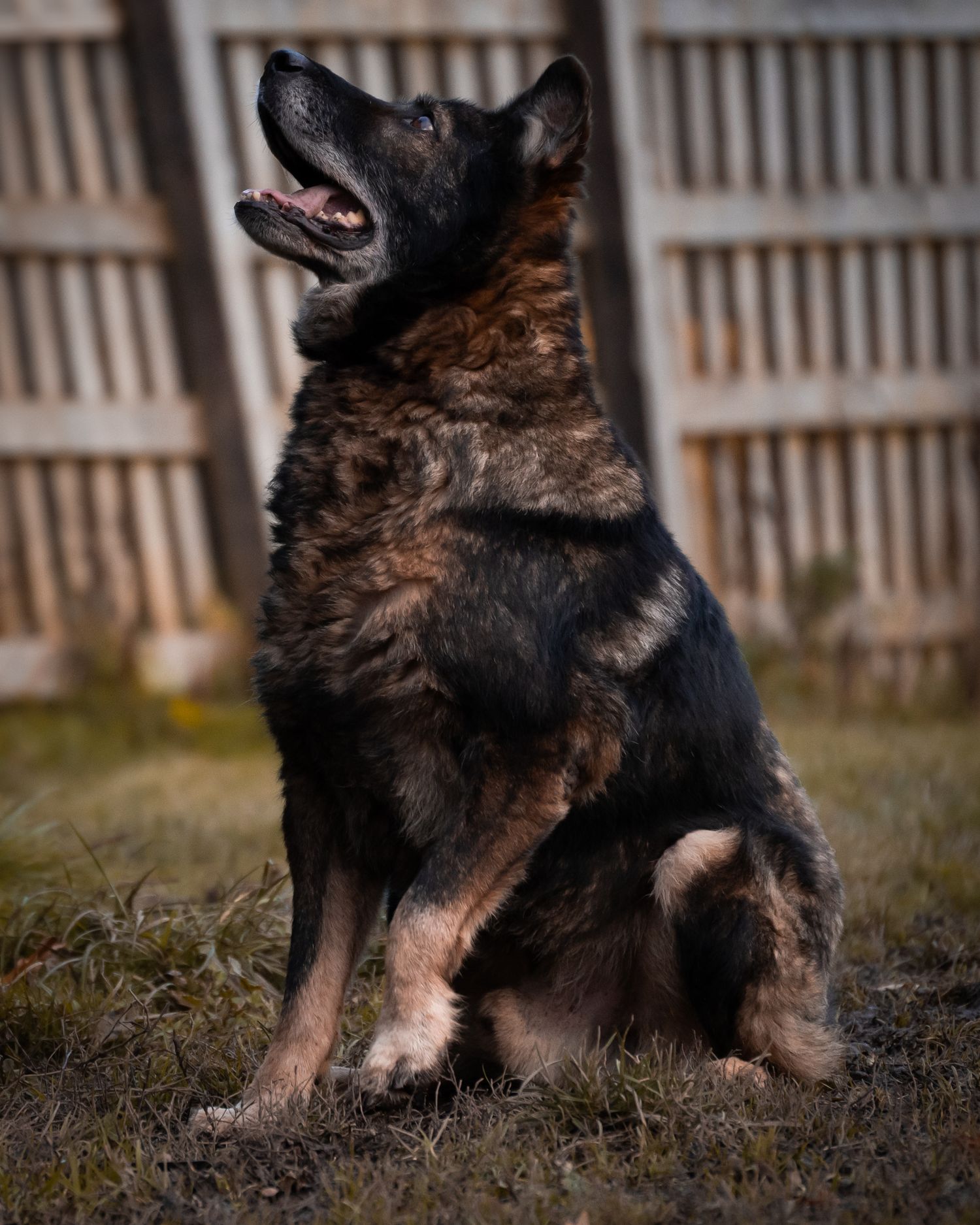 young sled / shepard type dog portrait