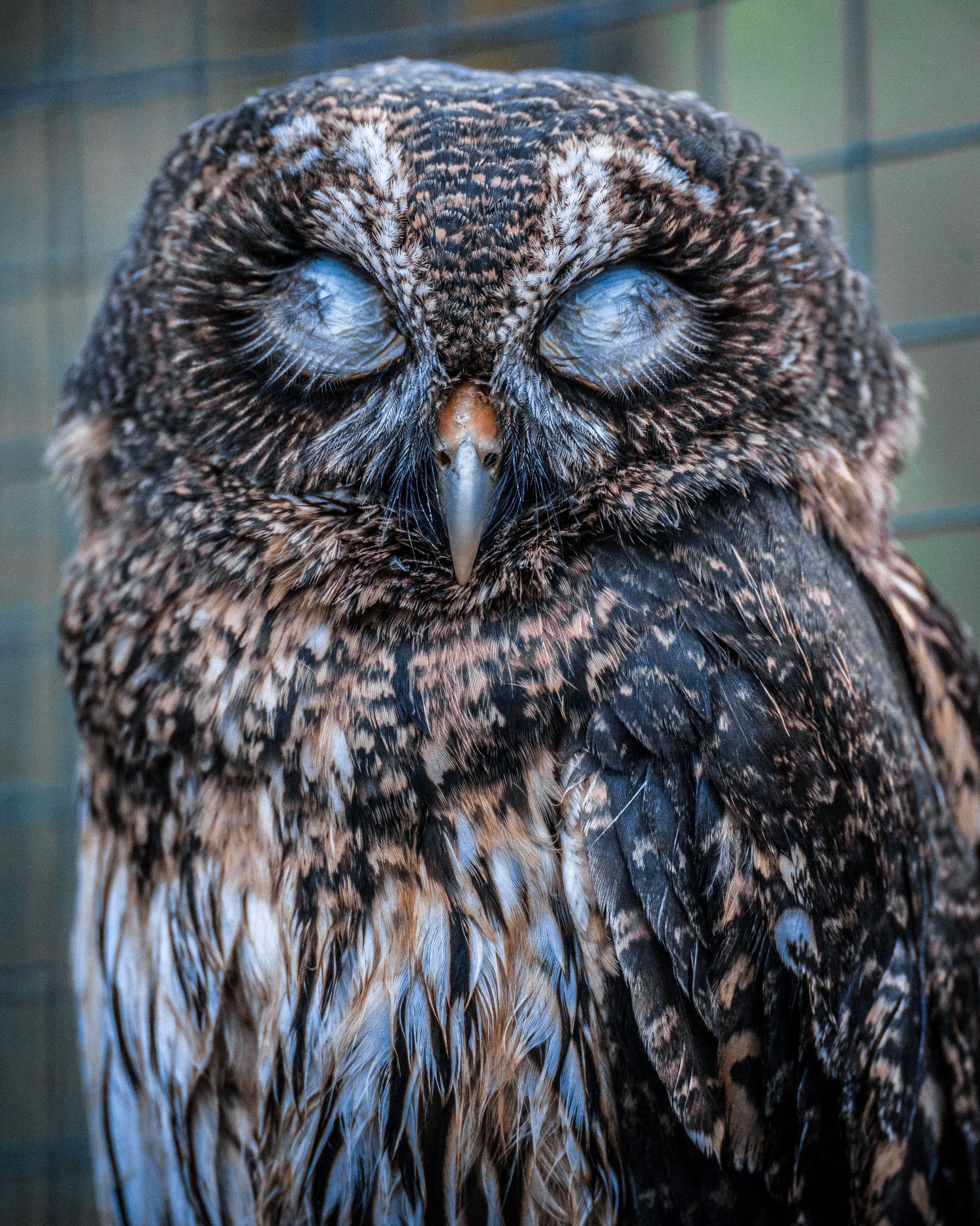 mottled owl with its eyes closed