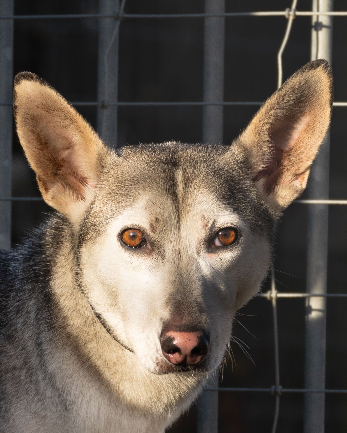 young sled / shepard type dog portrait