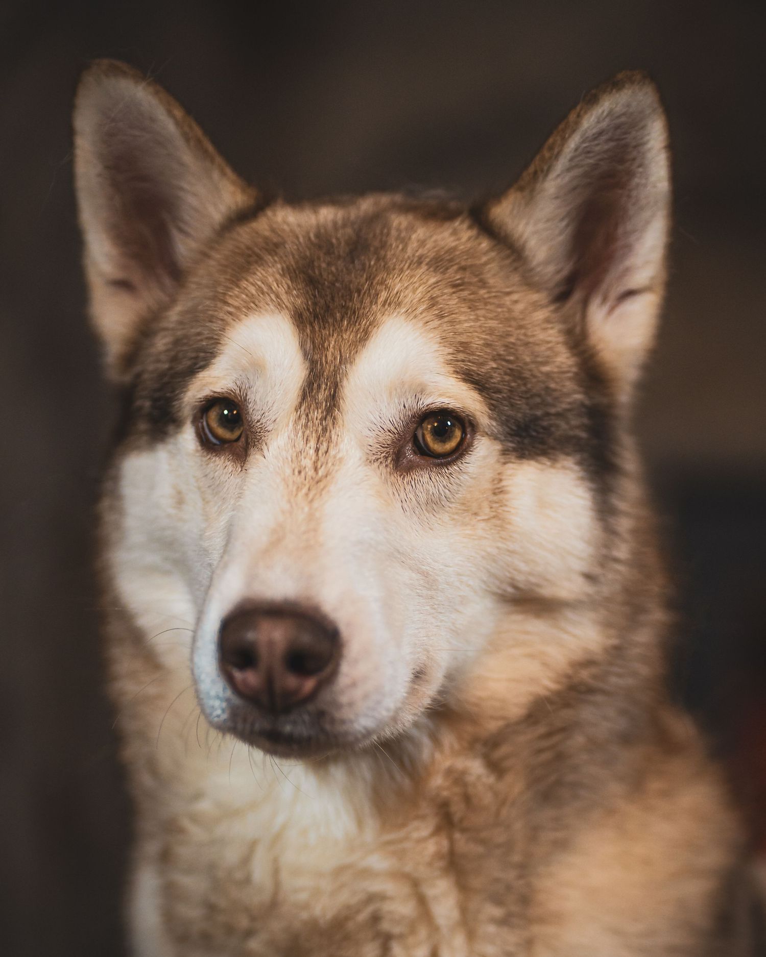 young female siberian husky dog portrait