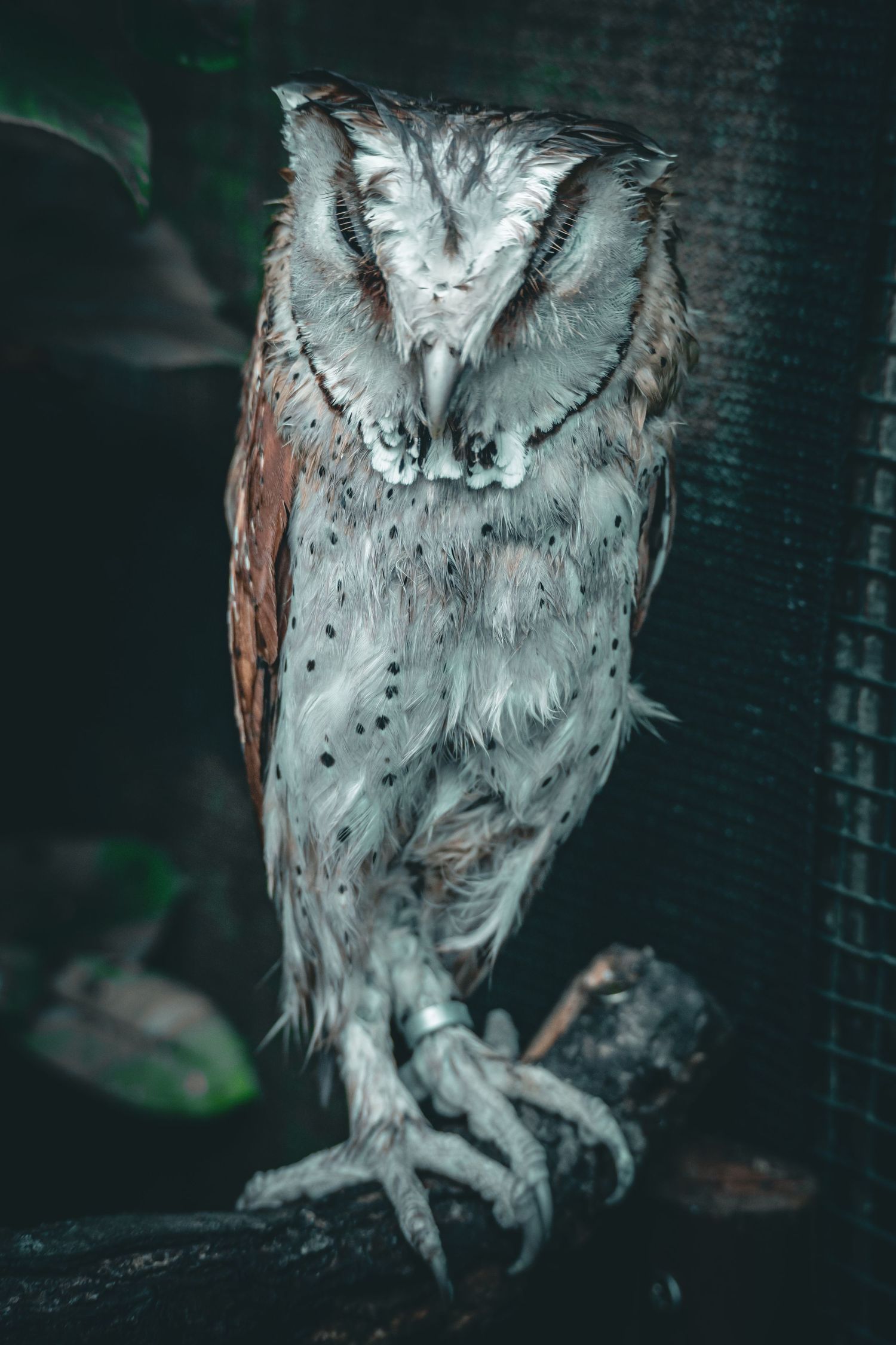 oriental bay owl on a branch