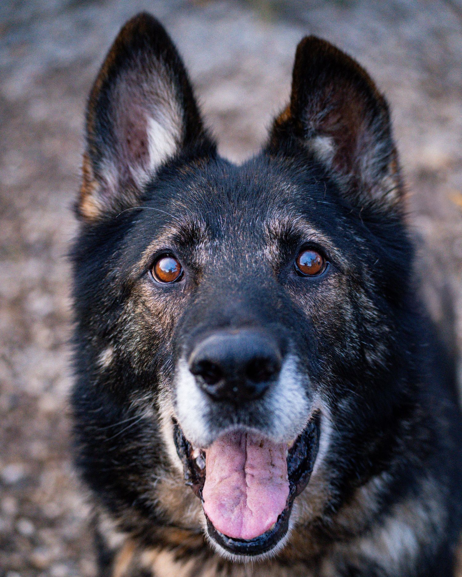 young sled / shepard type dog portrait