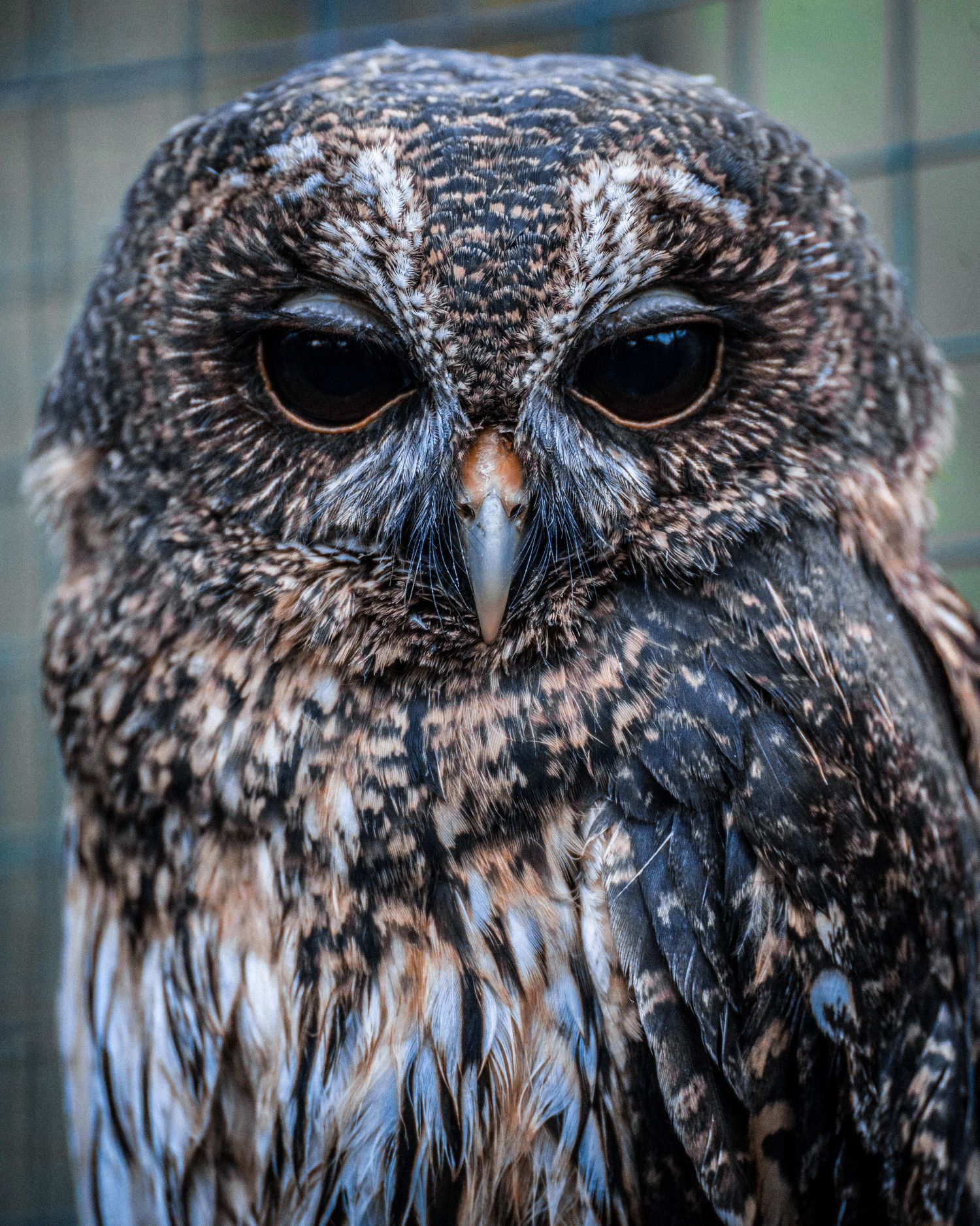 mottled owl looking into camera