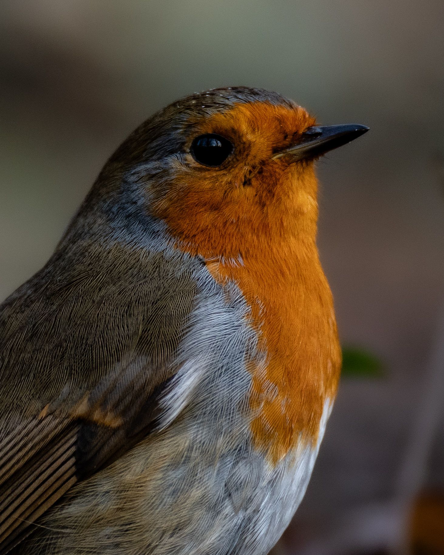 robin on the ground in a woodland
