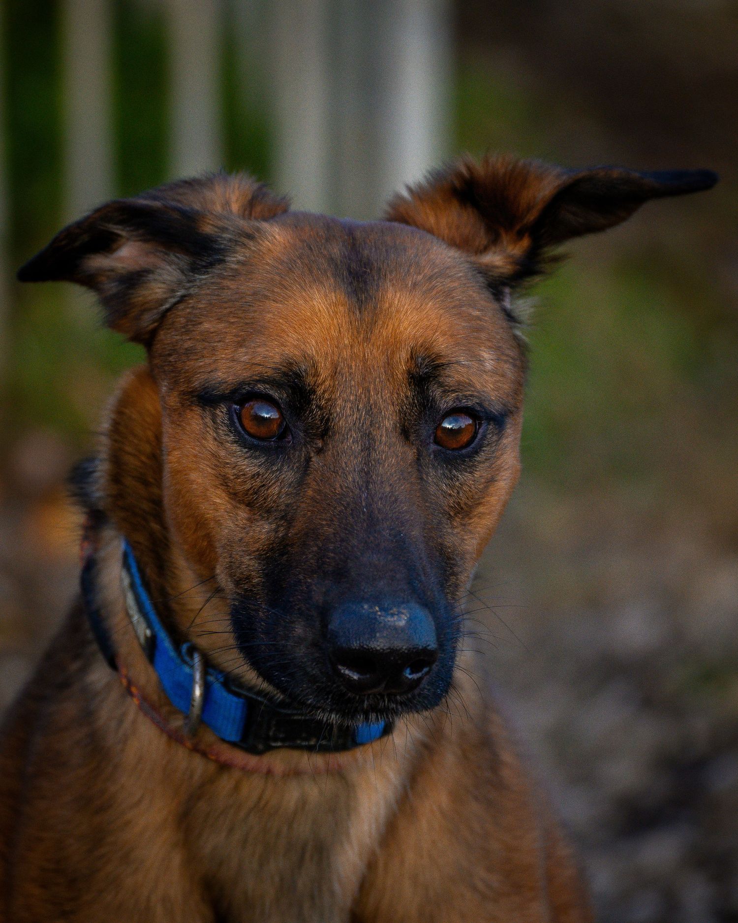 young sled / shepard type dog portrait