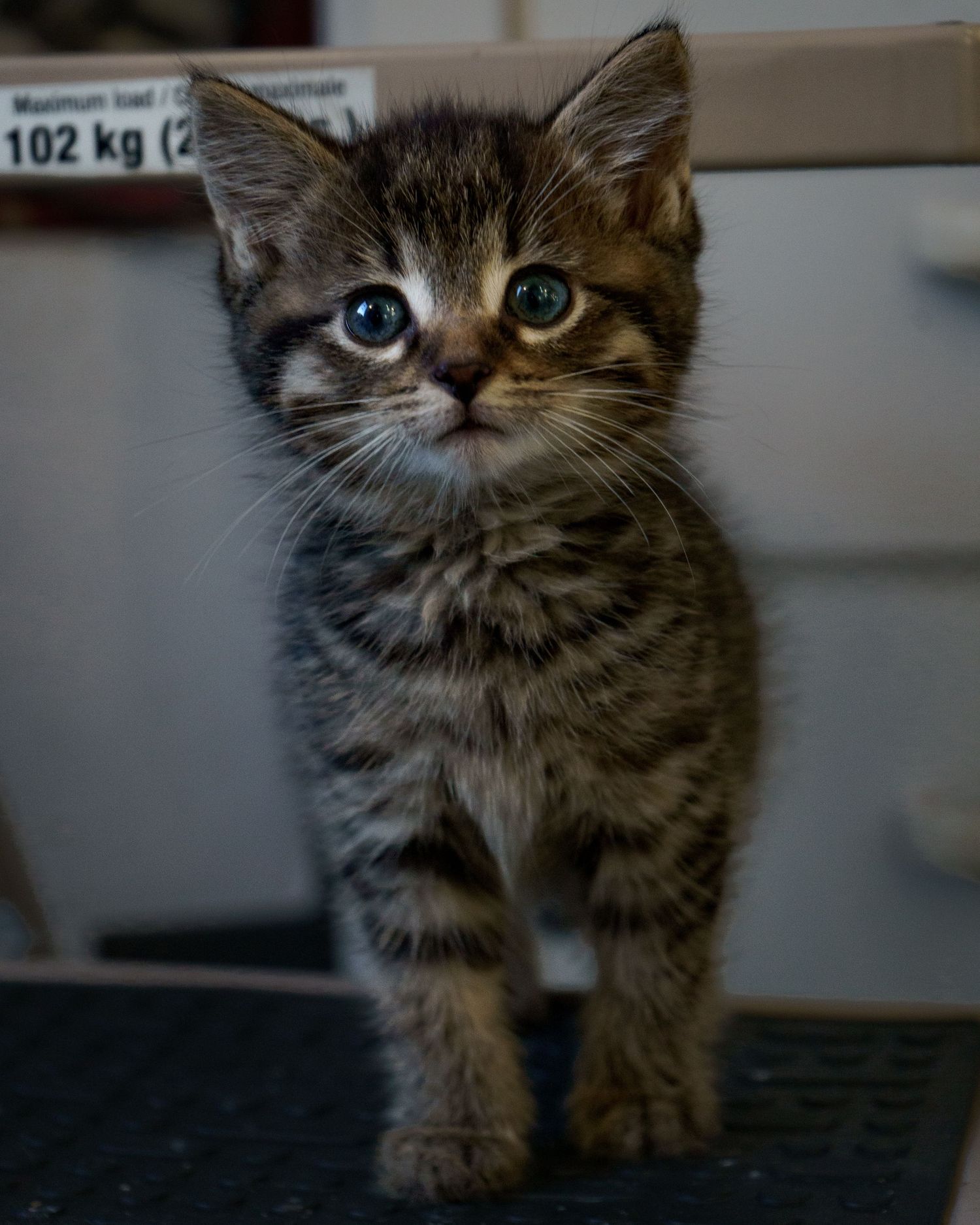 very young kitten