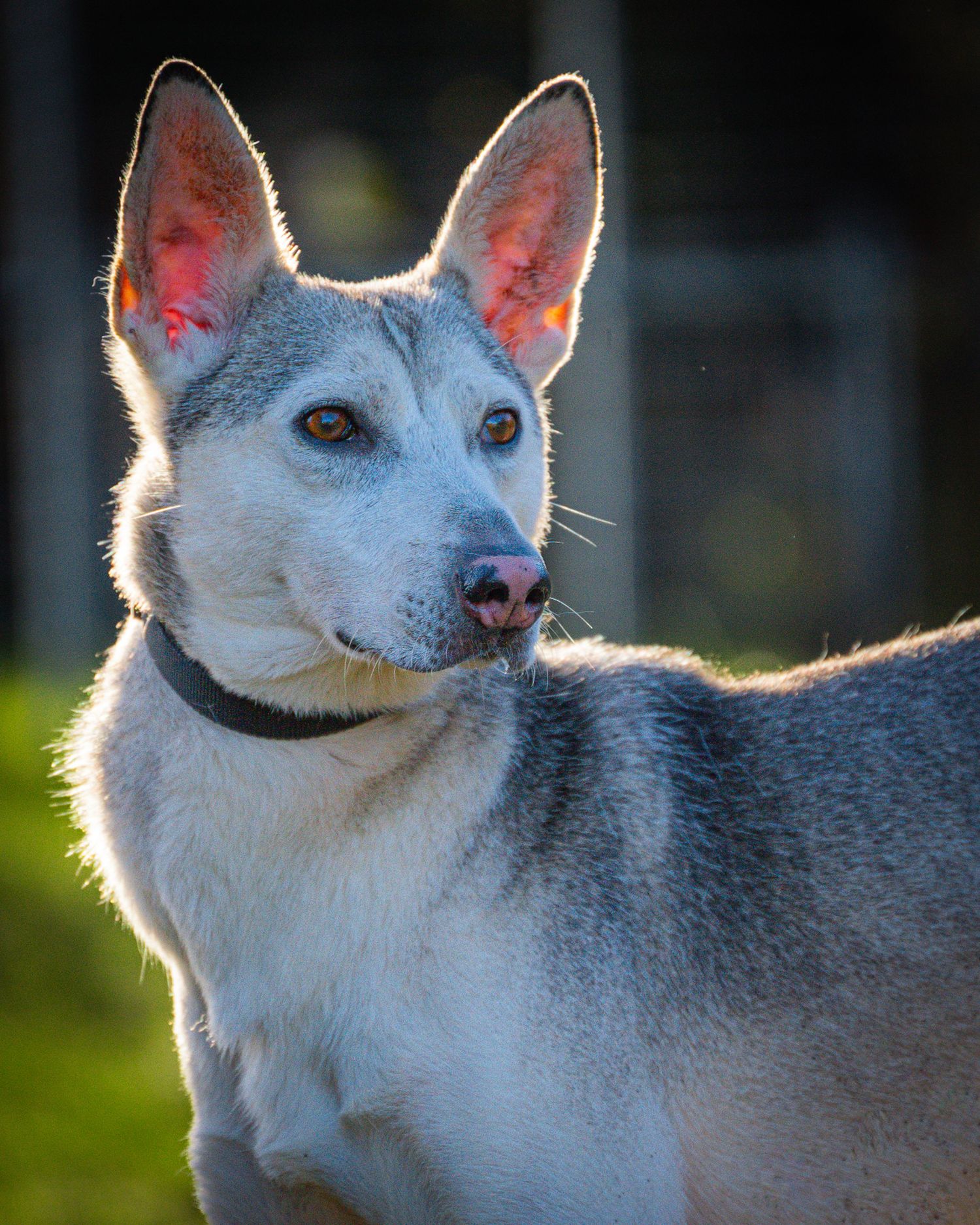 young sled / shepard type dog portrait