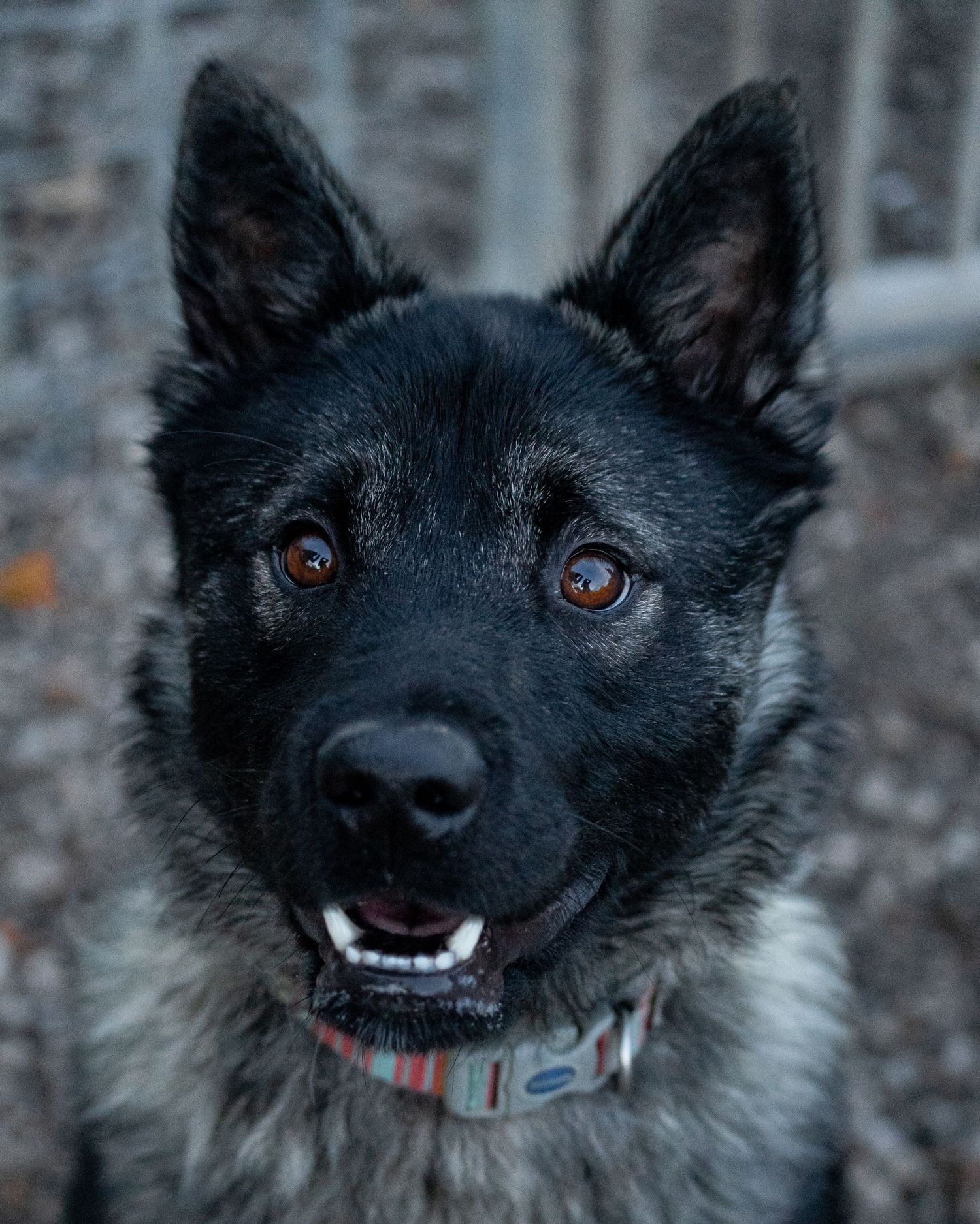 young sled / shepard type dog portrait