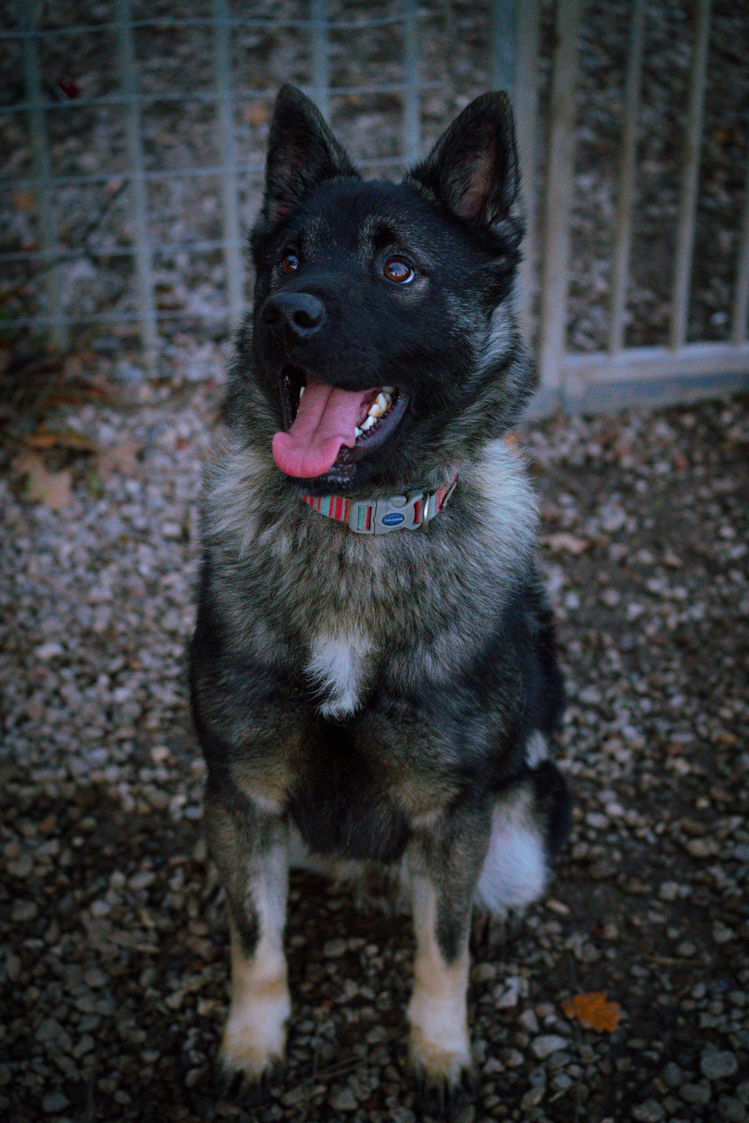 young sled / shepard type dog portrait