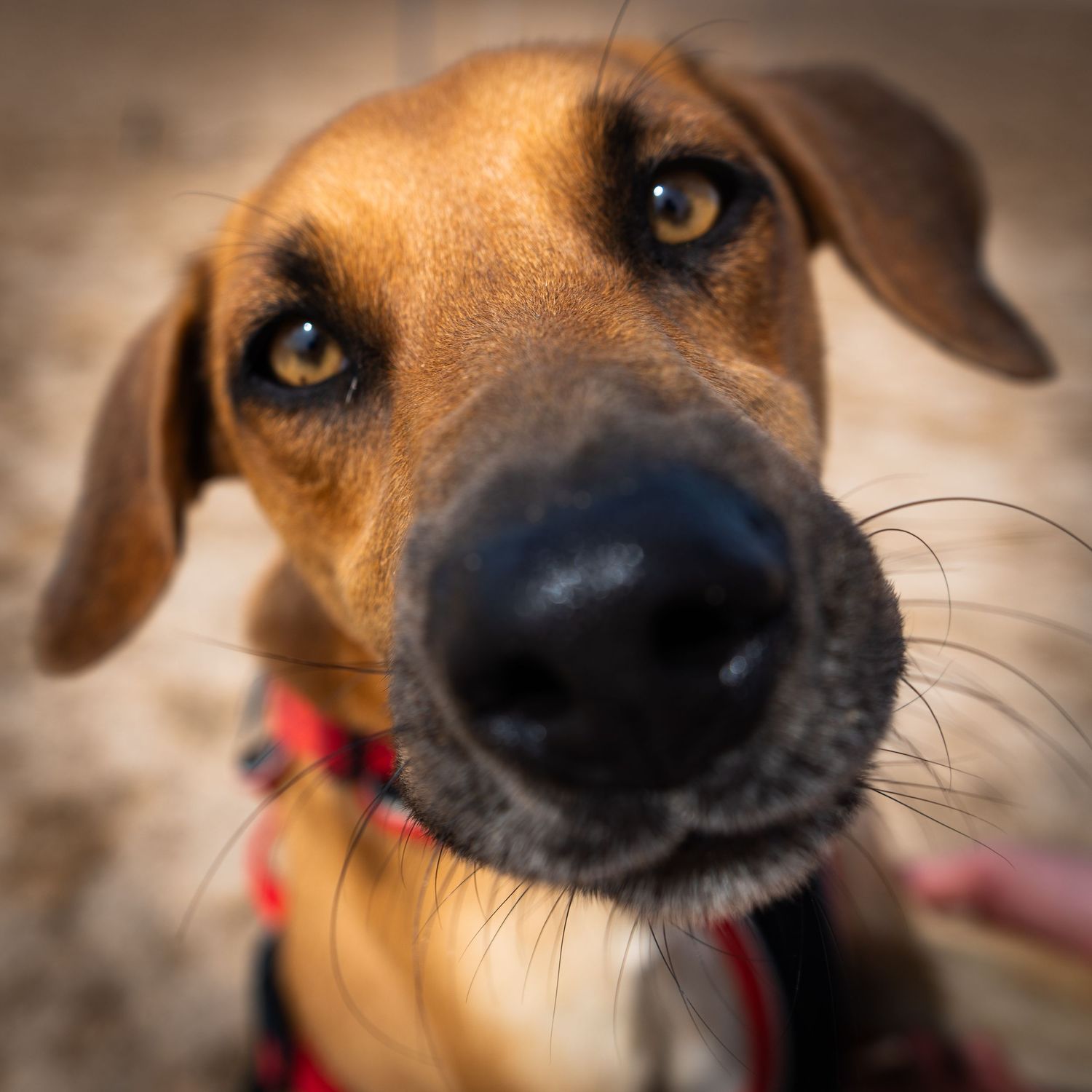 young dog with brown eyes