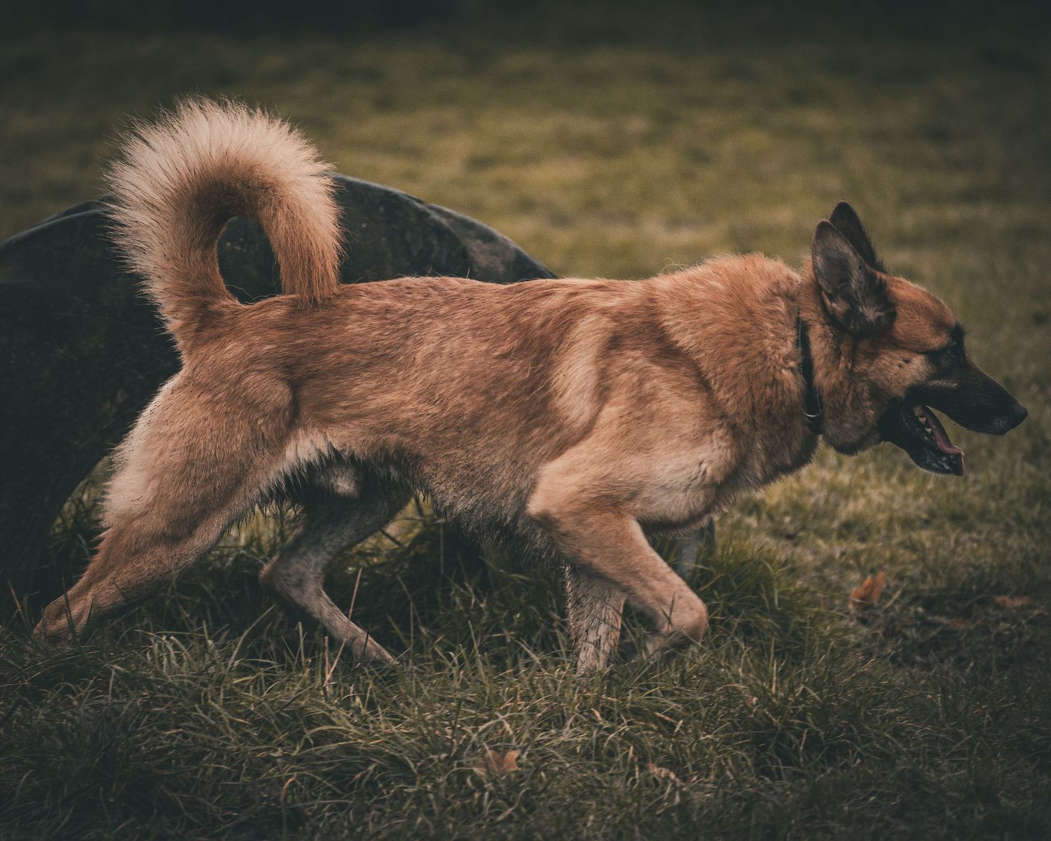 young sled / shepard type dog portrait