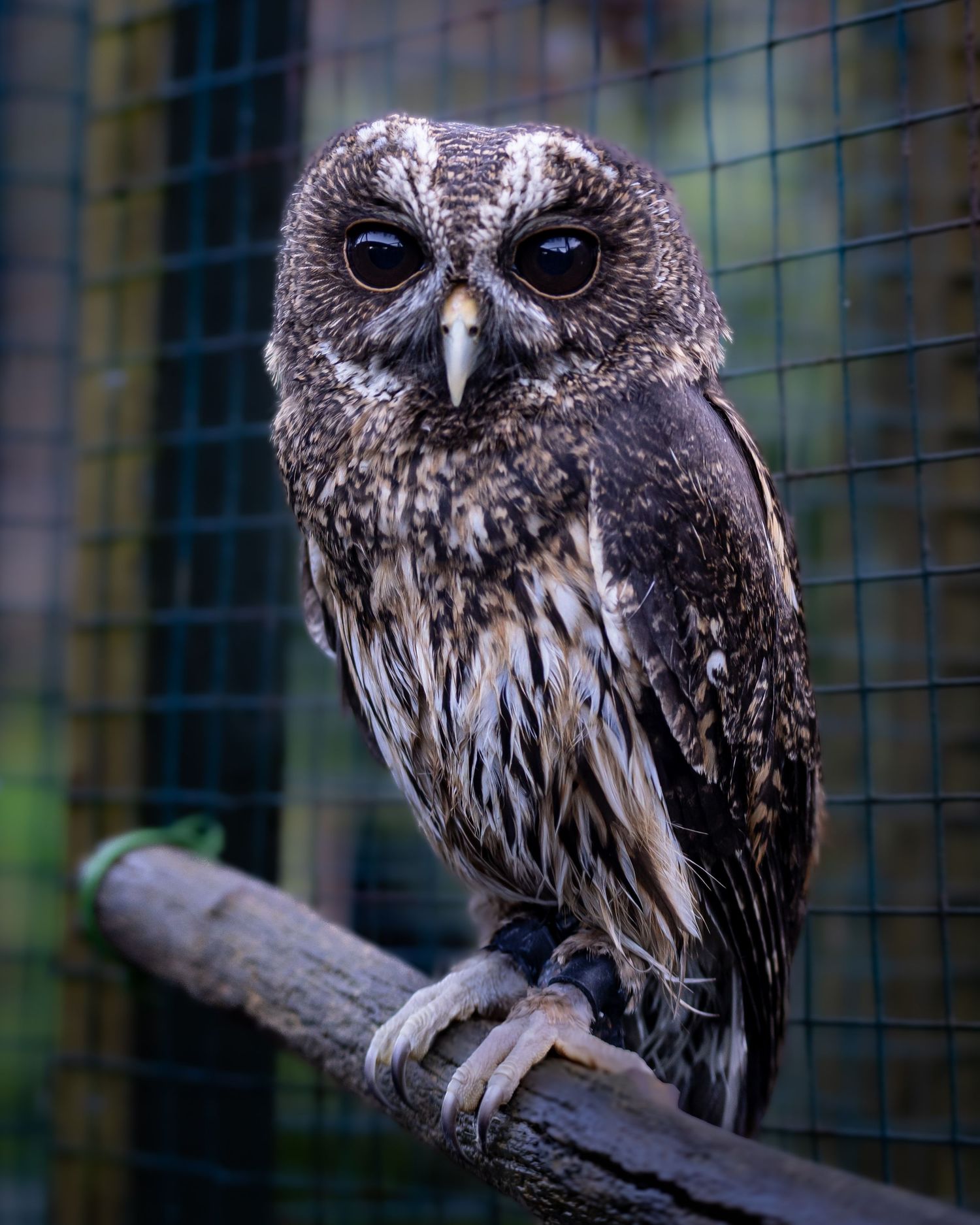 mottled owl looking into camera