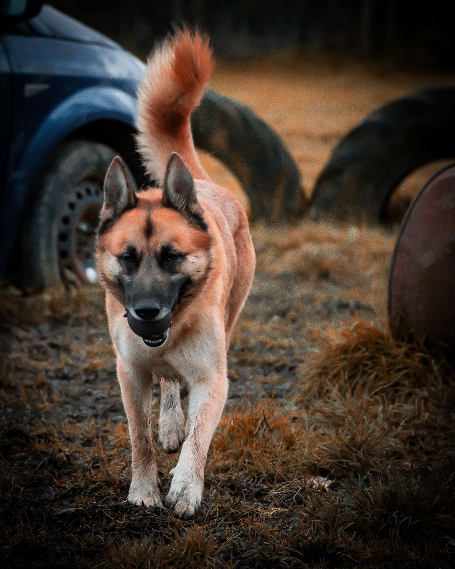 young sled / shepard type dog portrait