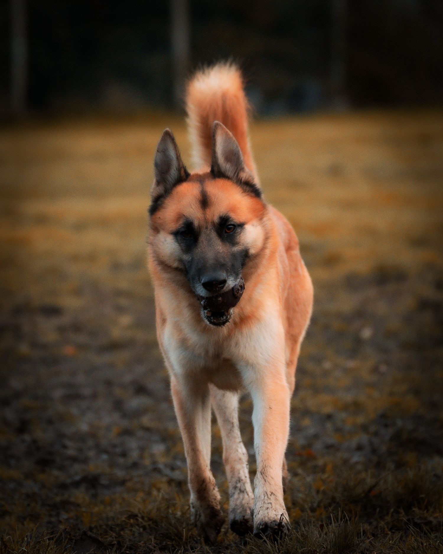 young sled / shepard type dog portrait
