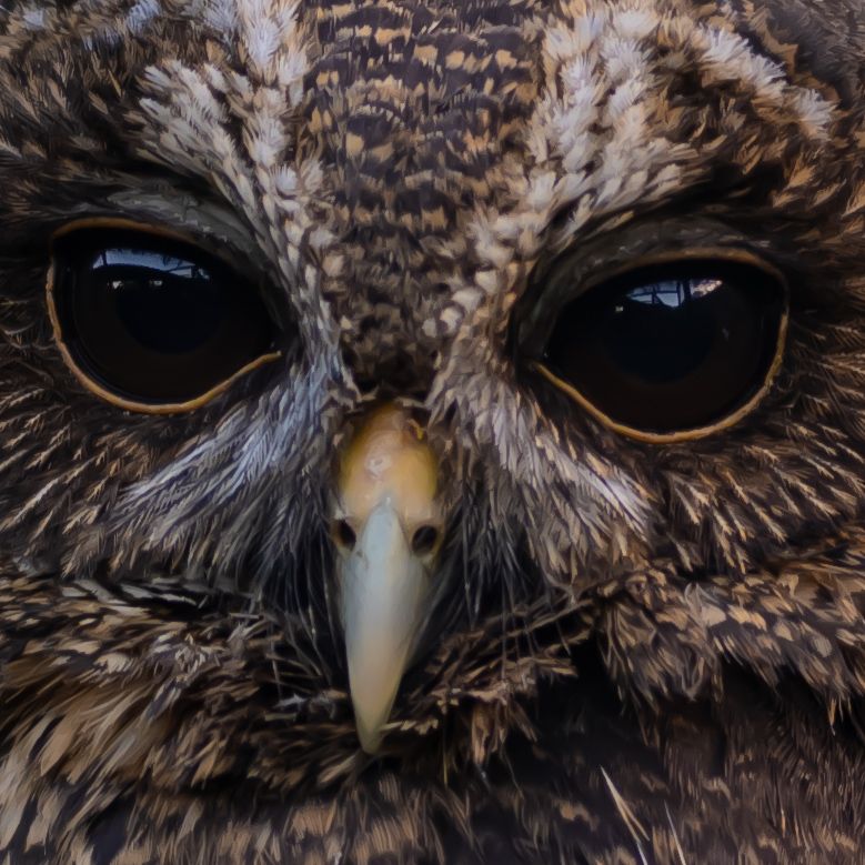 mottled owl looking into camera