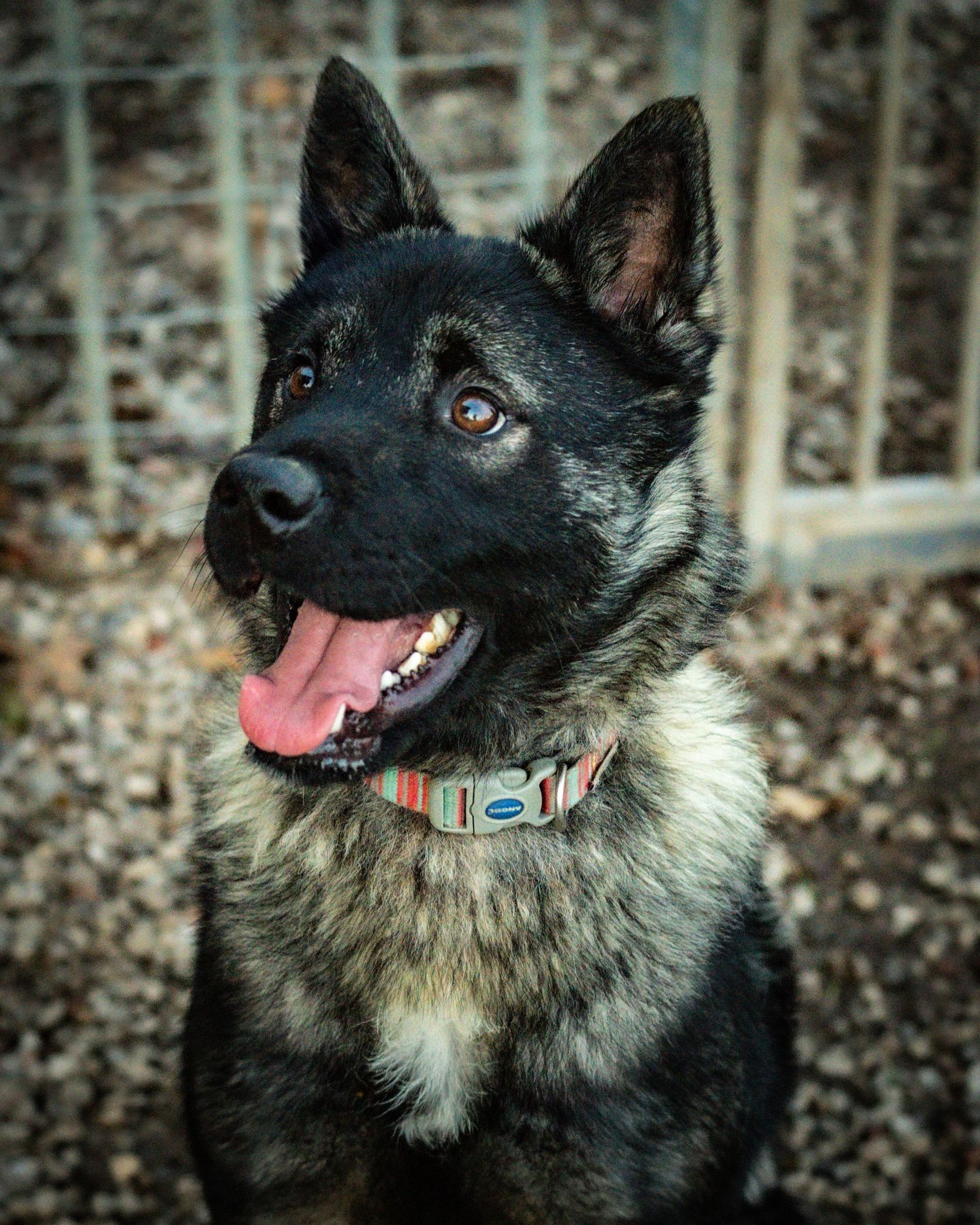 young sled / shepard type dog portrait