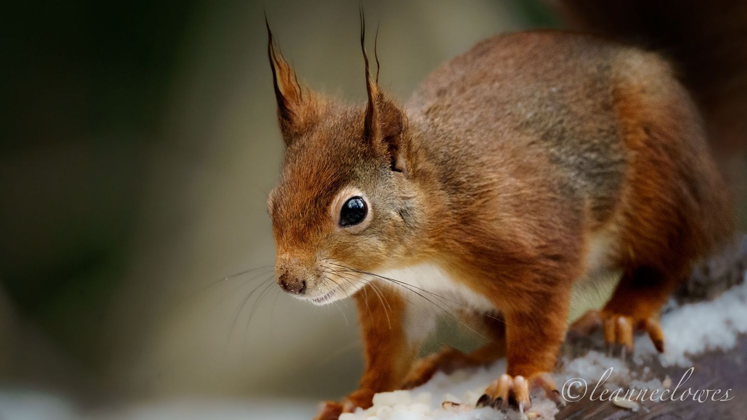Red Squirrel in the snow on anglesey