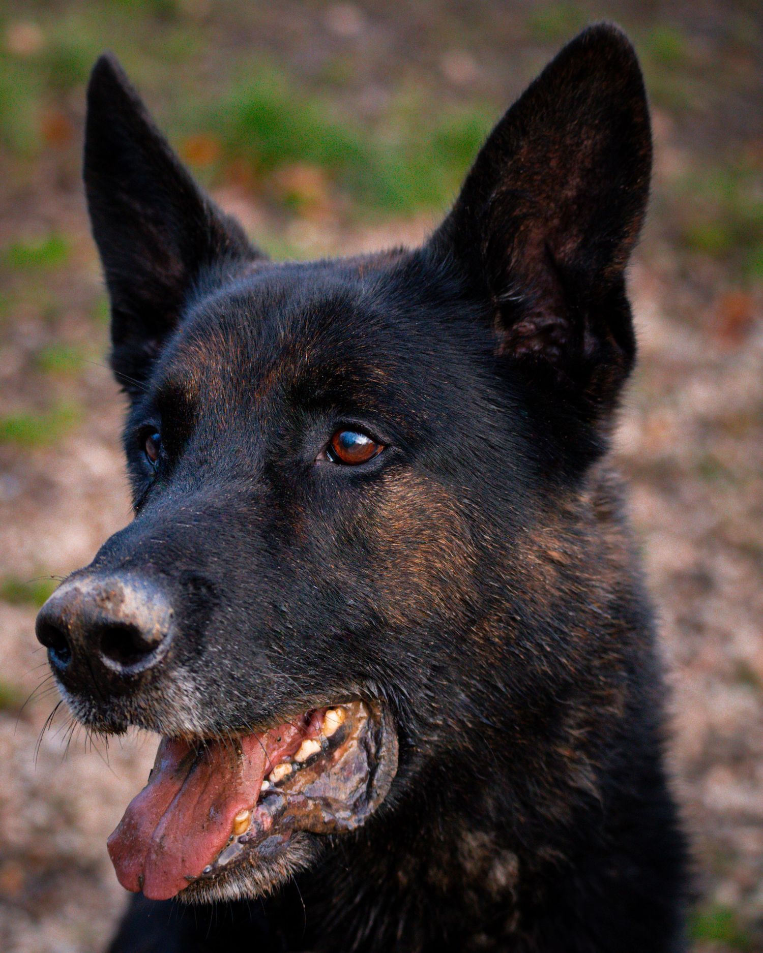 young sled / shepard type dog portrait